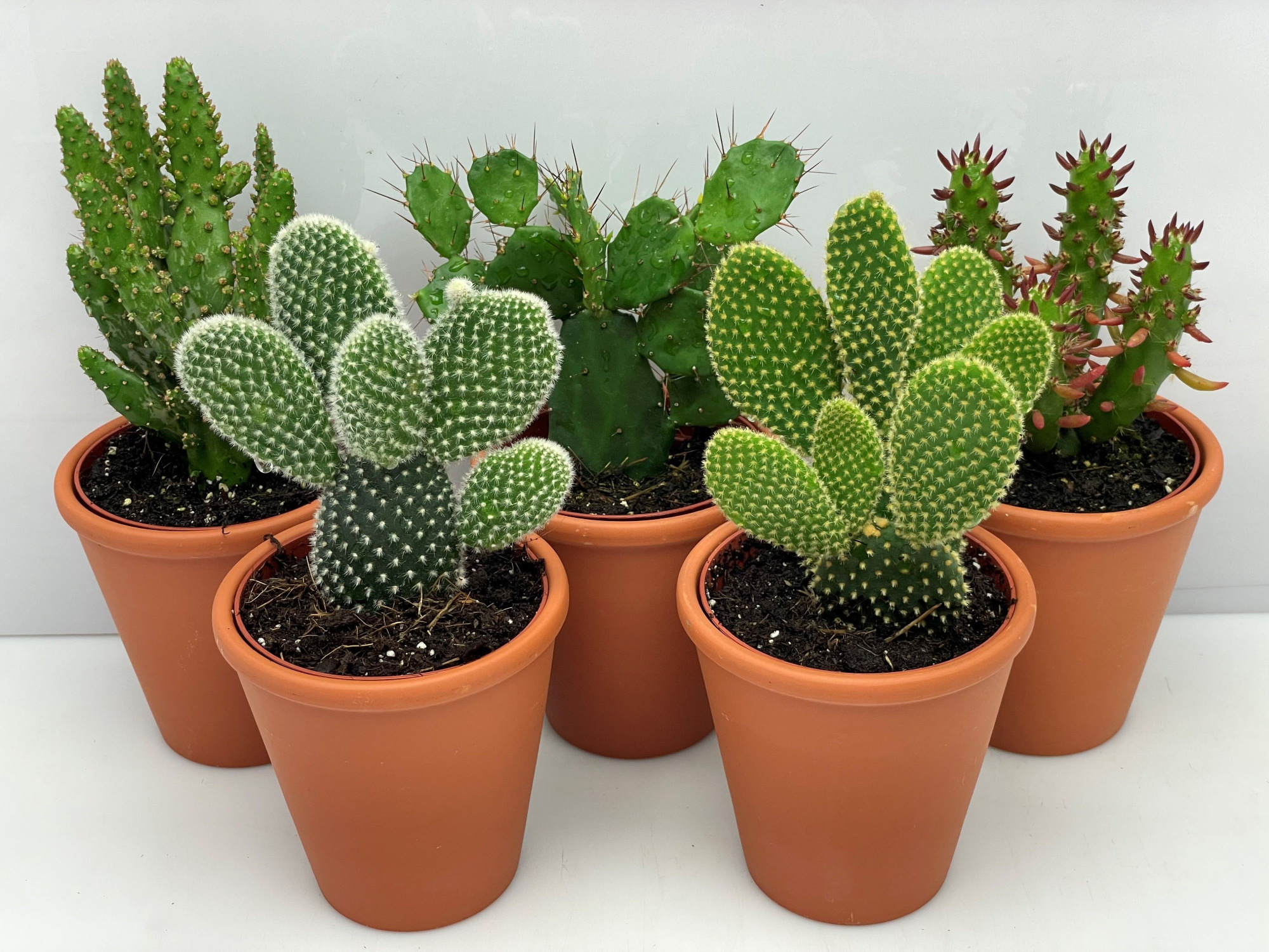 793 Opuntia in rozenpot 8,5 cm, D 9,5