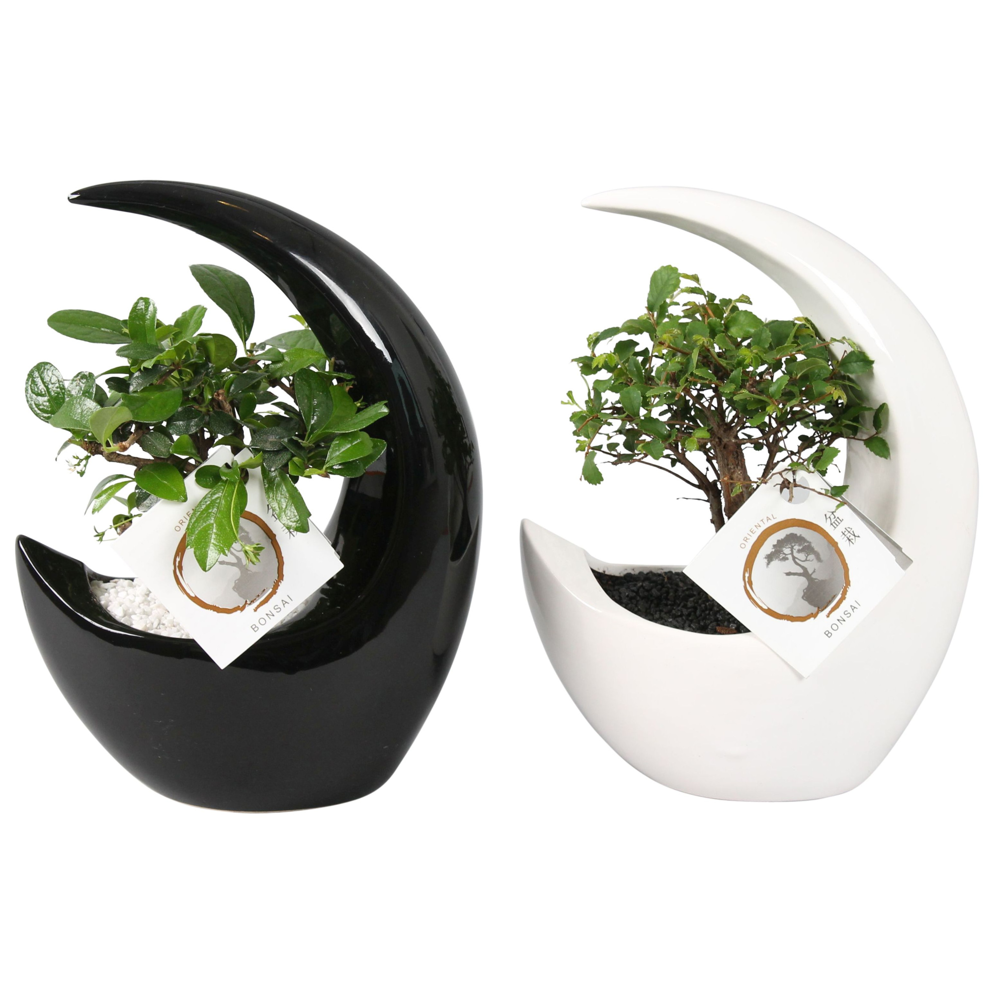 Bonsai Mix pot ø09cm in ø19cm Moonshape Ceramic Black/White mix, D 19
