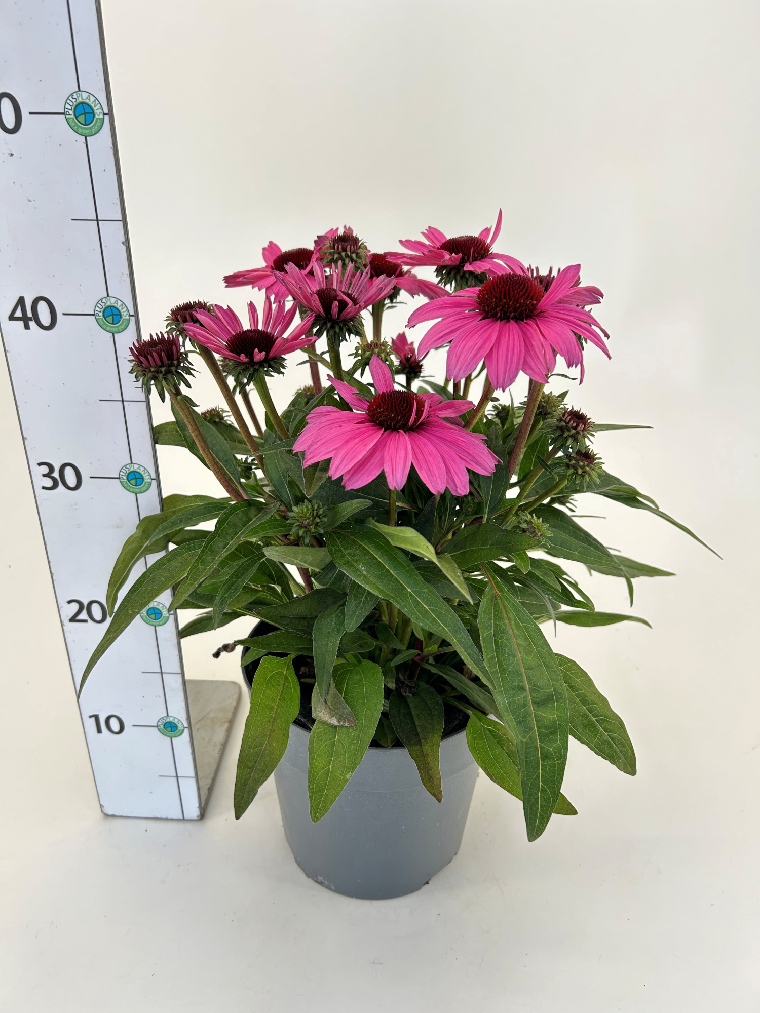 Echinacea Meristem 'Sunmagic Vintage Hot Pink', D 19