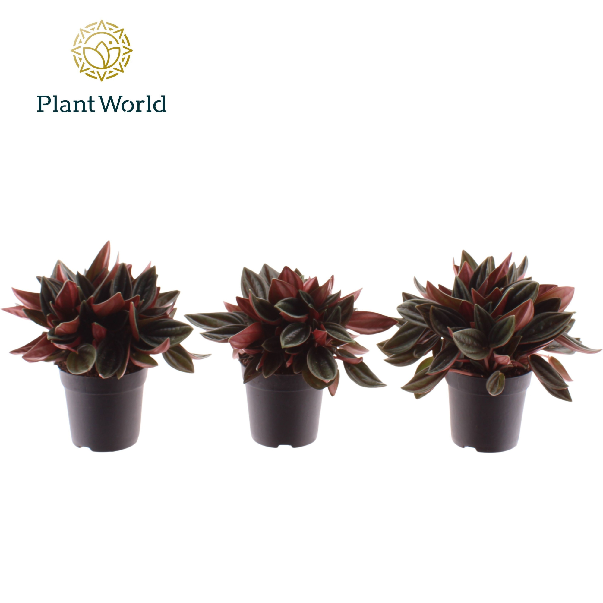 Peperomia Rosso 7 cm, D 7