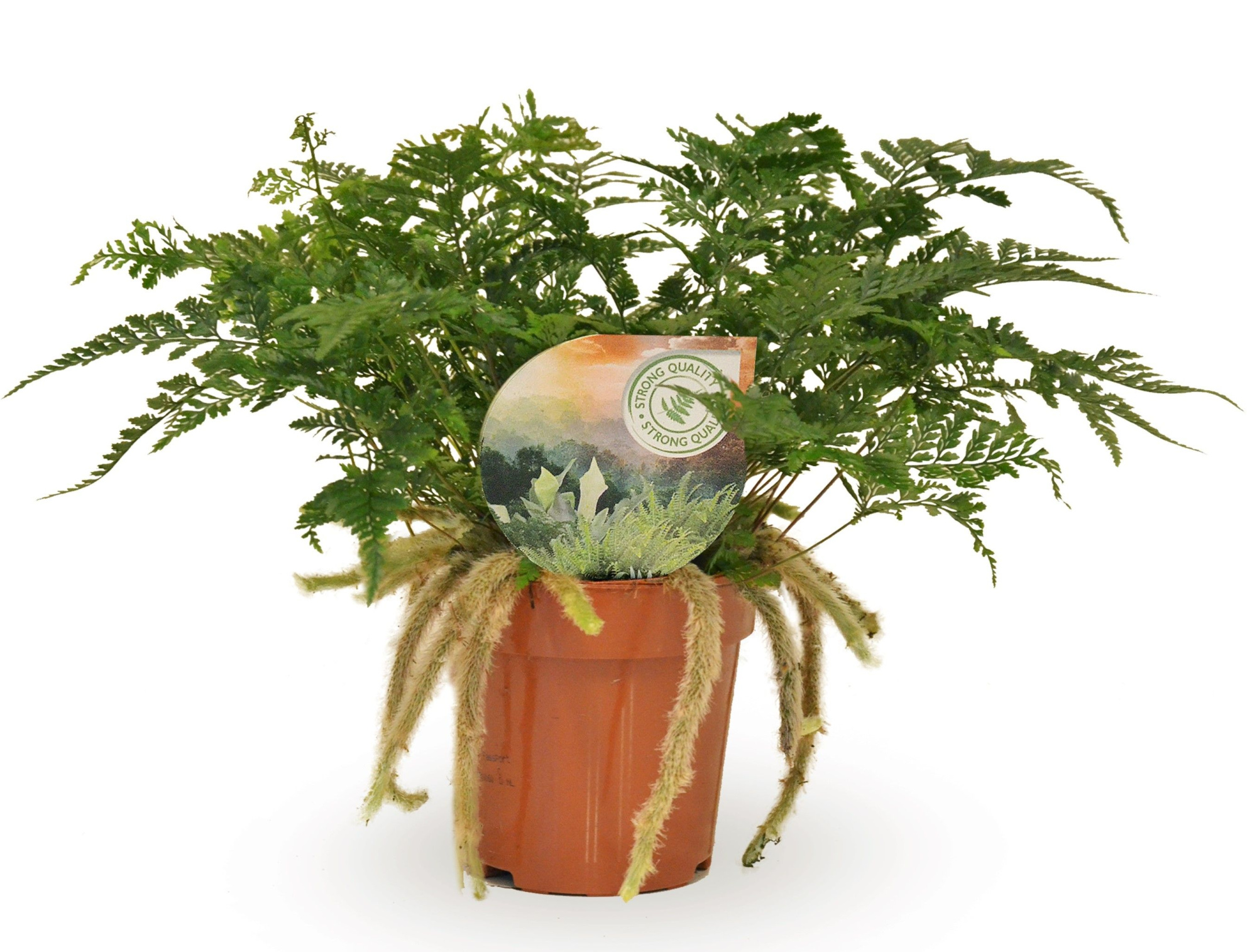 Humata tyermannii, D 12 cm