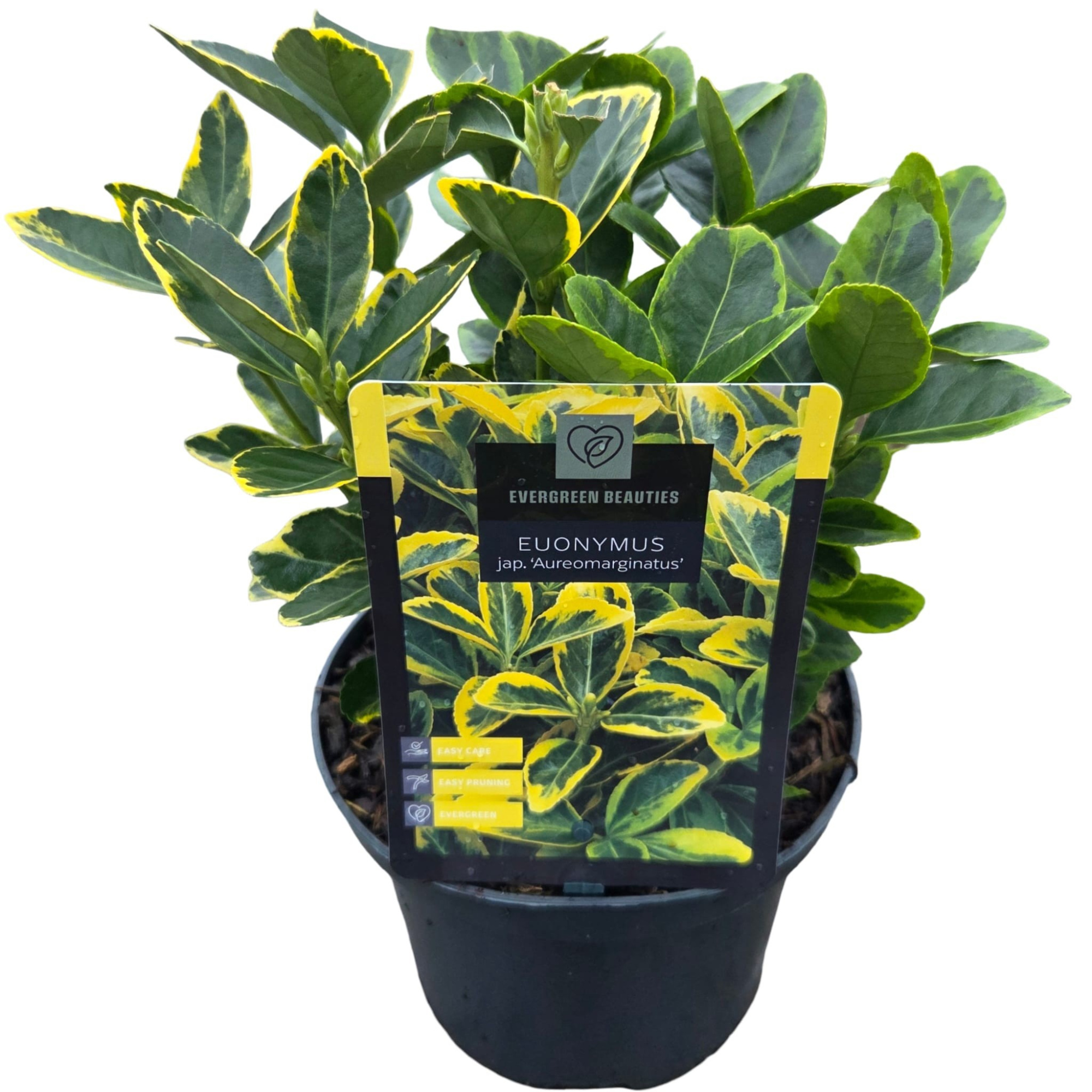 Euonymus jap. 'Aureomarginatus', D 17