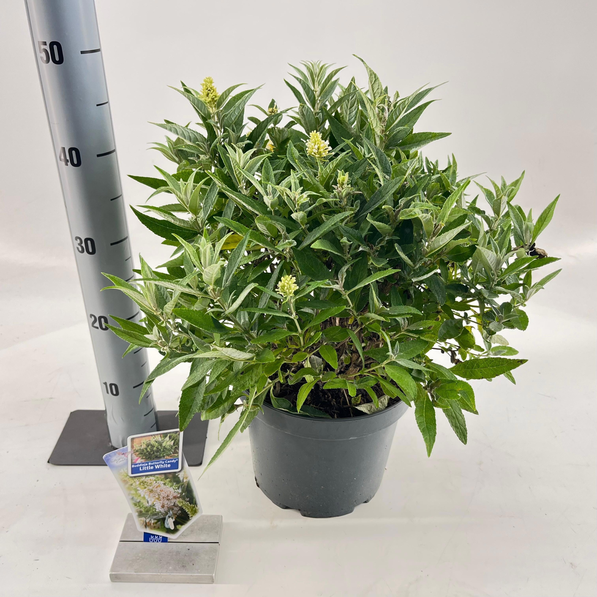 Buddleja d. Butt. Candy® Little White ('BotEx 003'PBR), D 23 cm