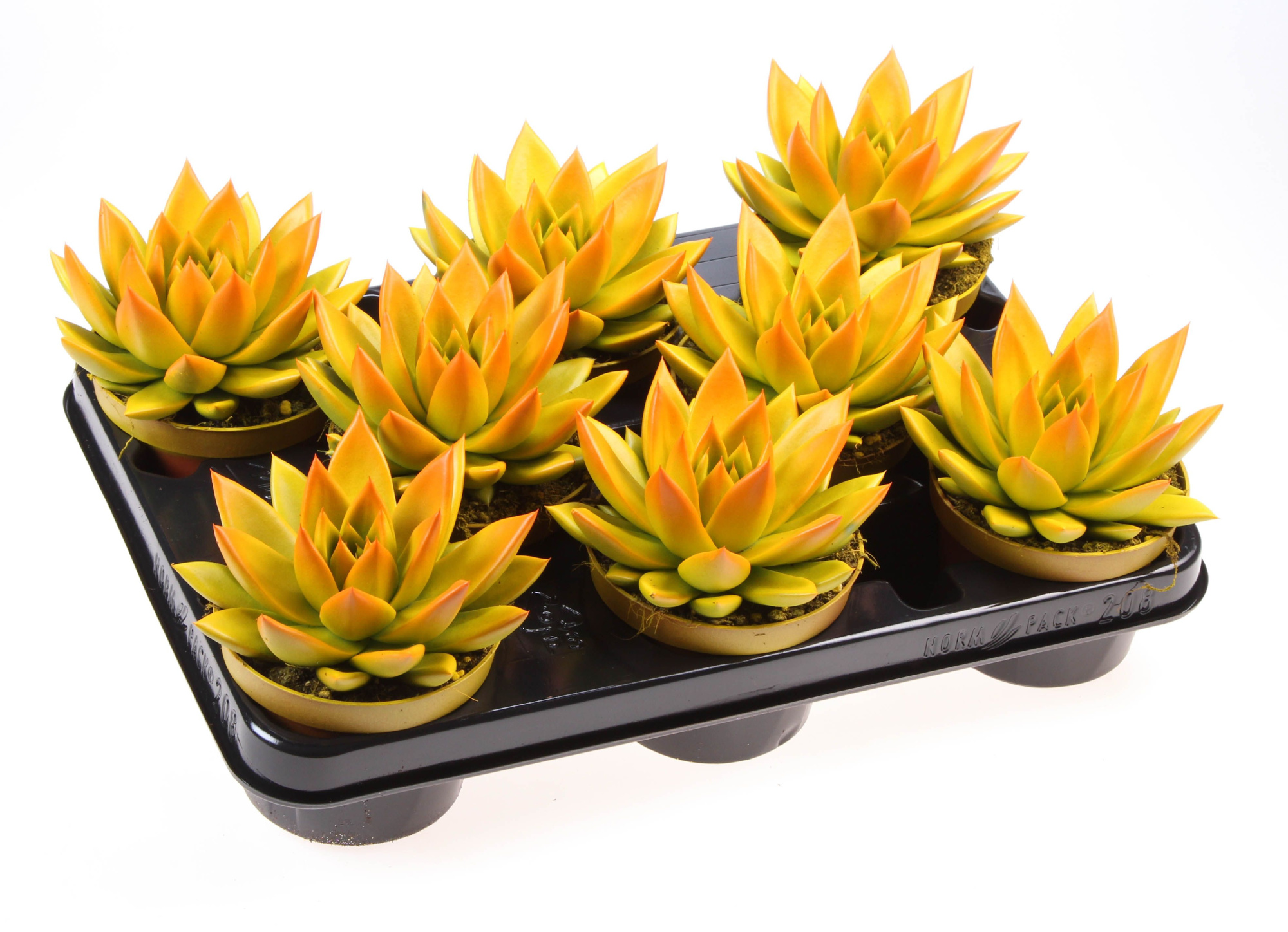 Rainbow bicolor yellow + orange point, D 10,5 cm