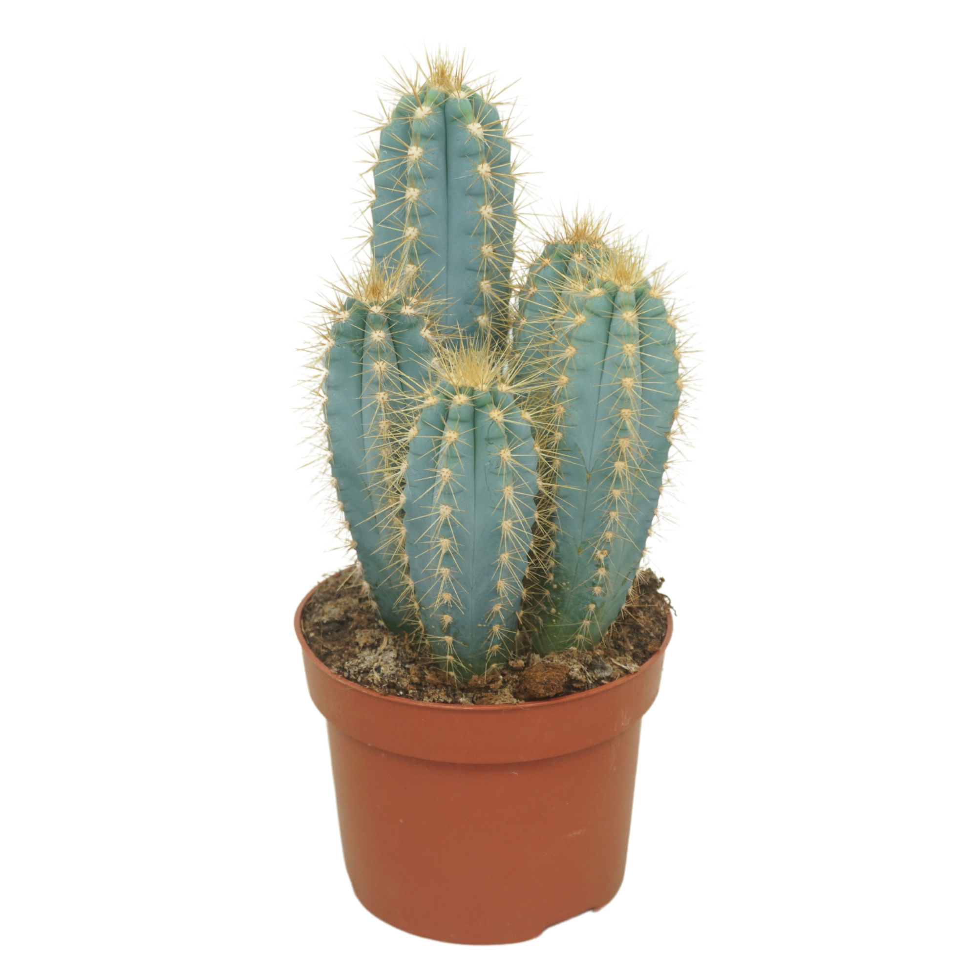 Pilosocereus azureus 12 cm, D 12