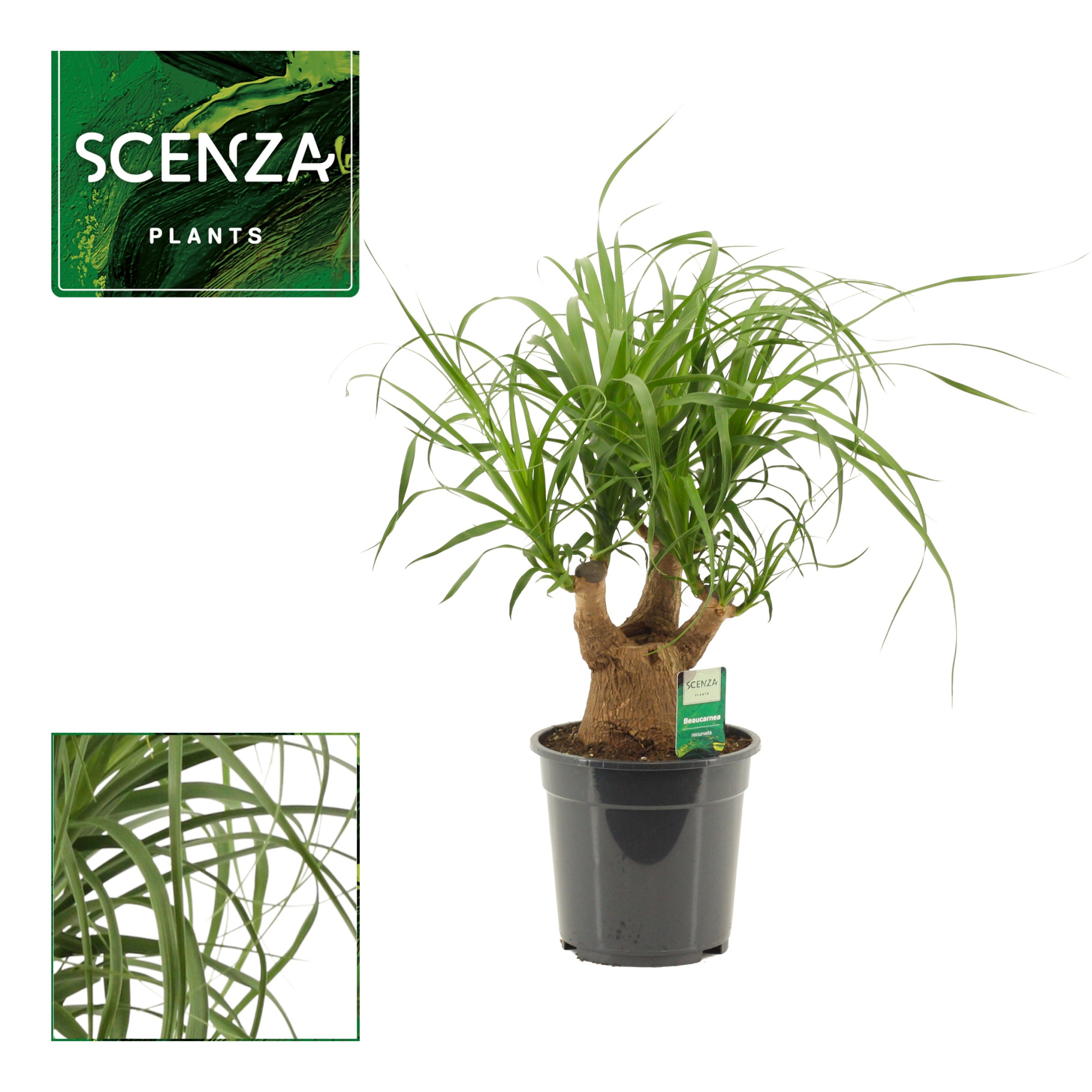 Beaucarnea vertakt 19 cm, D 19