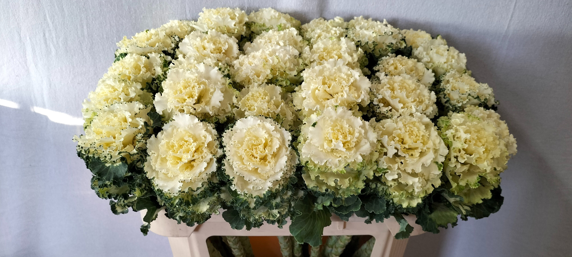 Брассика Крэйн Рафл Вайт 70, шт.