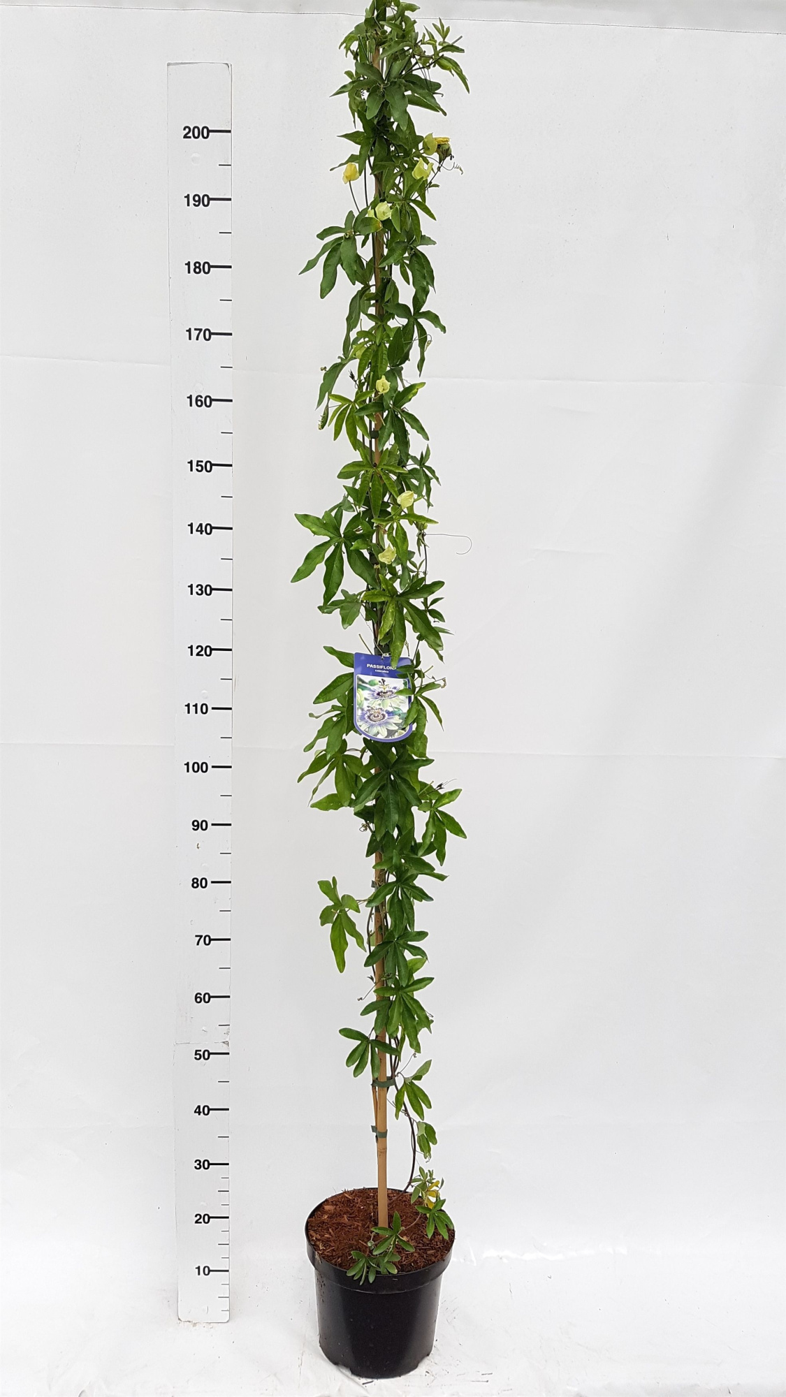 Passiflora caerulea, D 26 cm