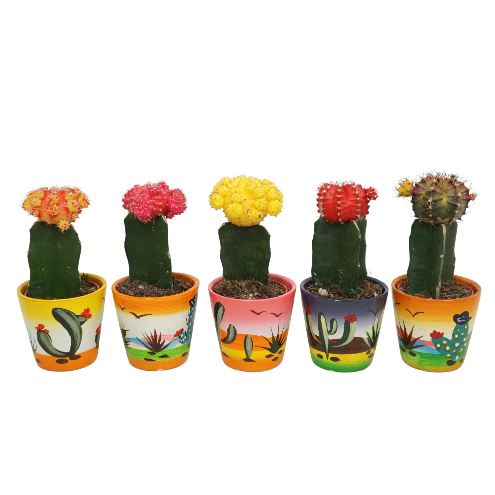 Gymnocalycium geënt mix in 6 cm 'Decorpotje', D 5,5