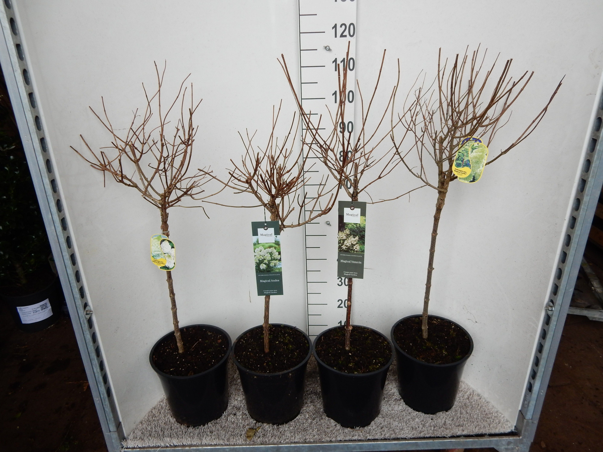 Hydrangea paniculata Magical in cultivars 40 stam 30 cm kroon P28, D 28 cm