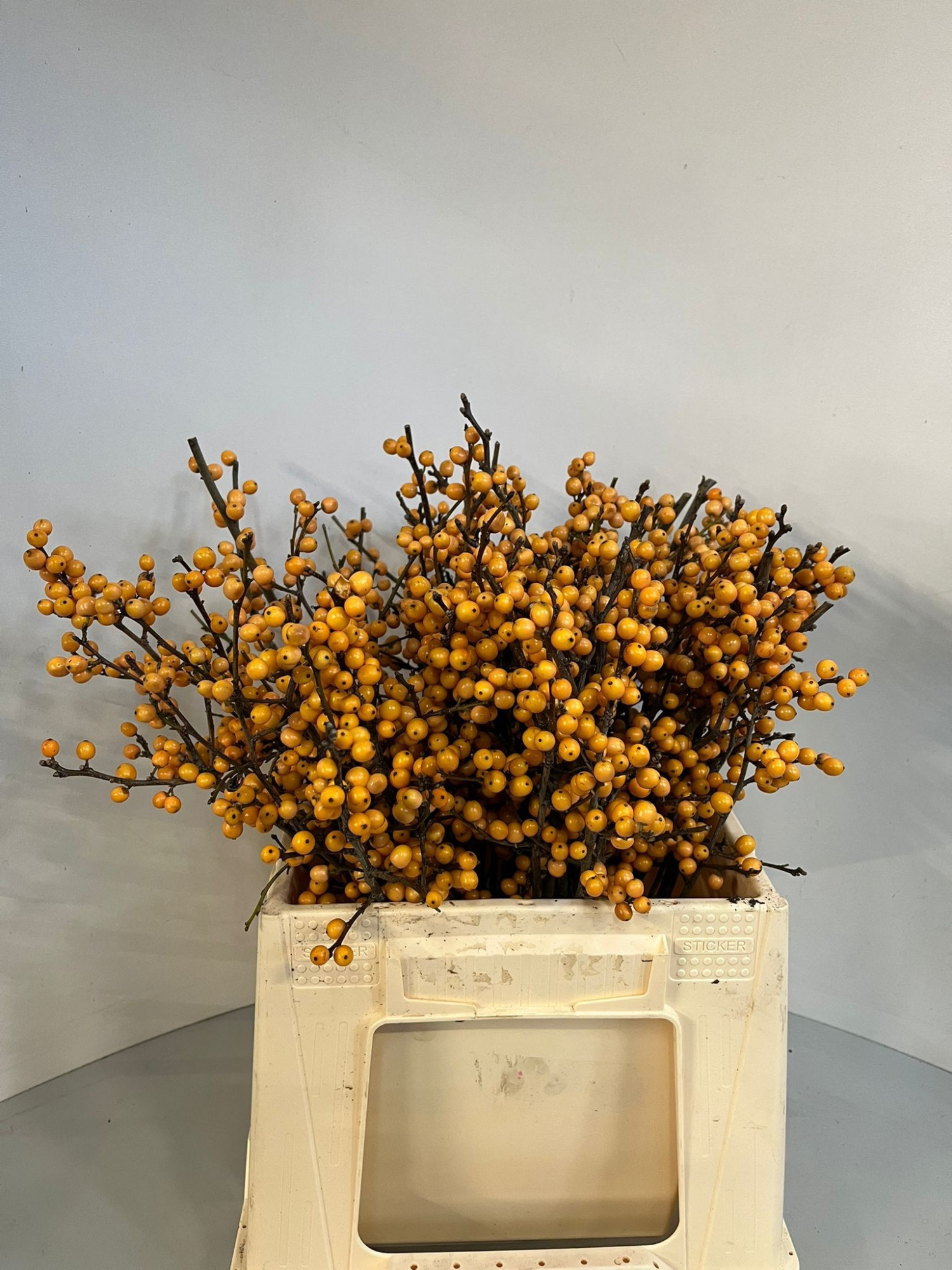 Илекс Голден Вербум 40, шт.