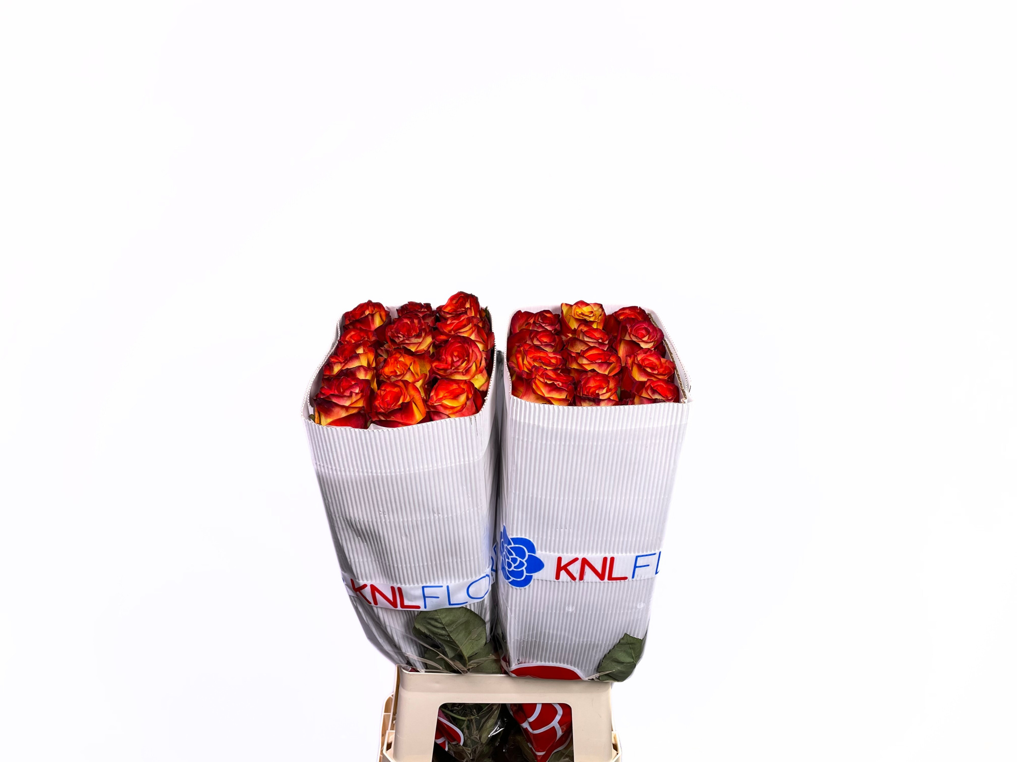 Роза од. Хай Энд Мэджик 70, шт.