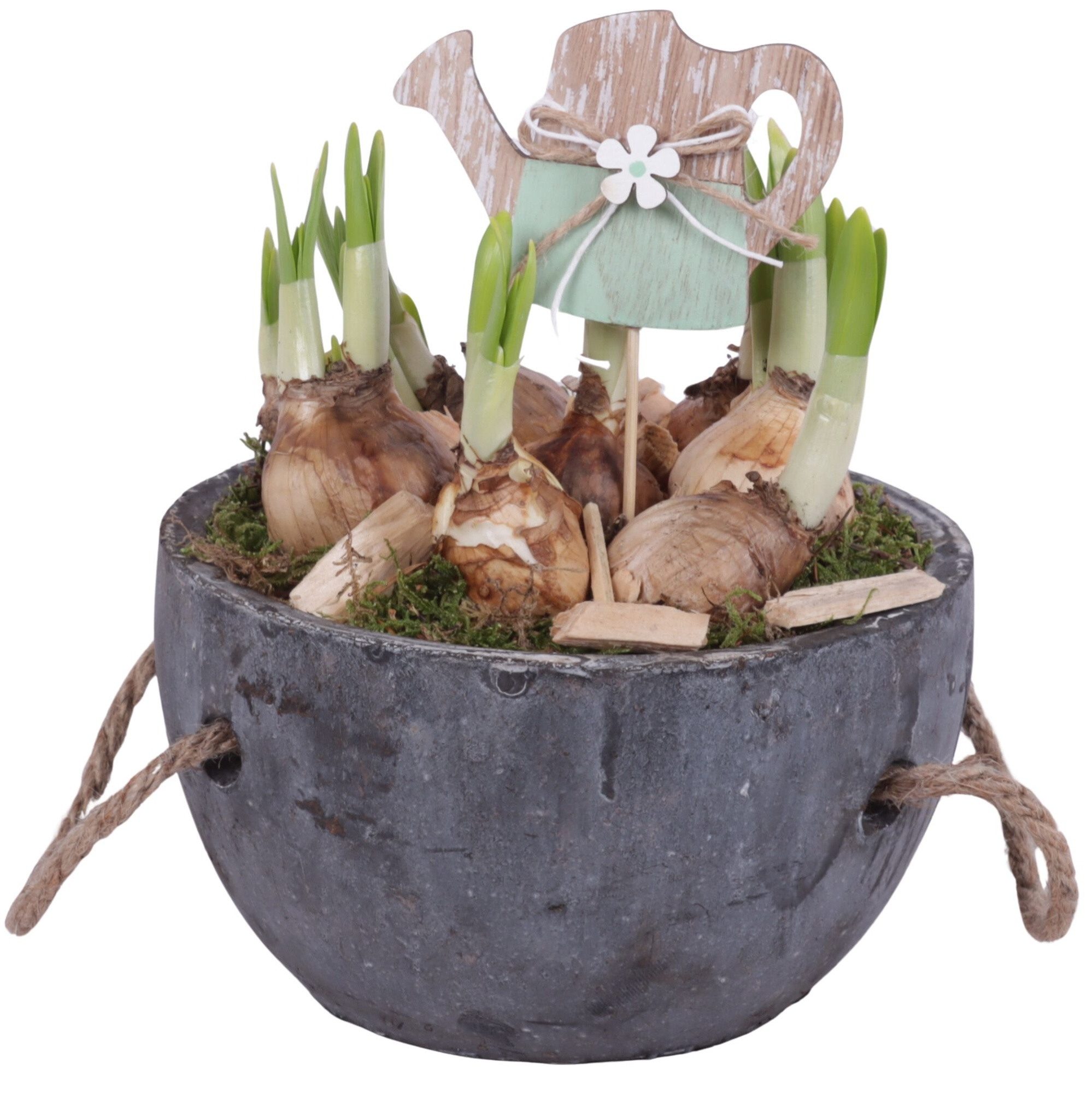 Bulbs Arr. Narcis Ceramic Pot with Rope Handle Ø16cm, D 16