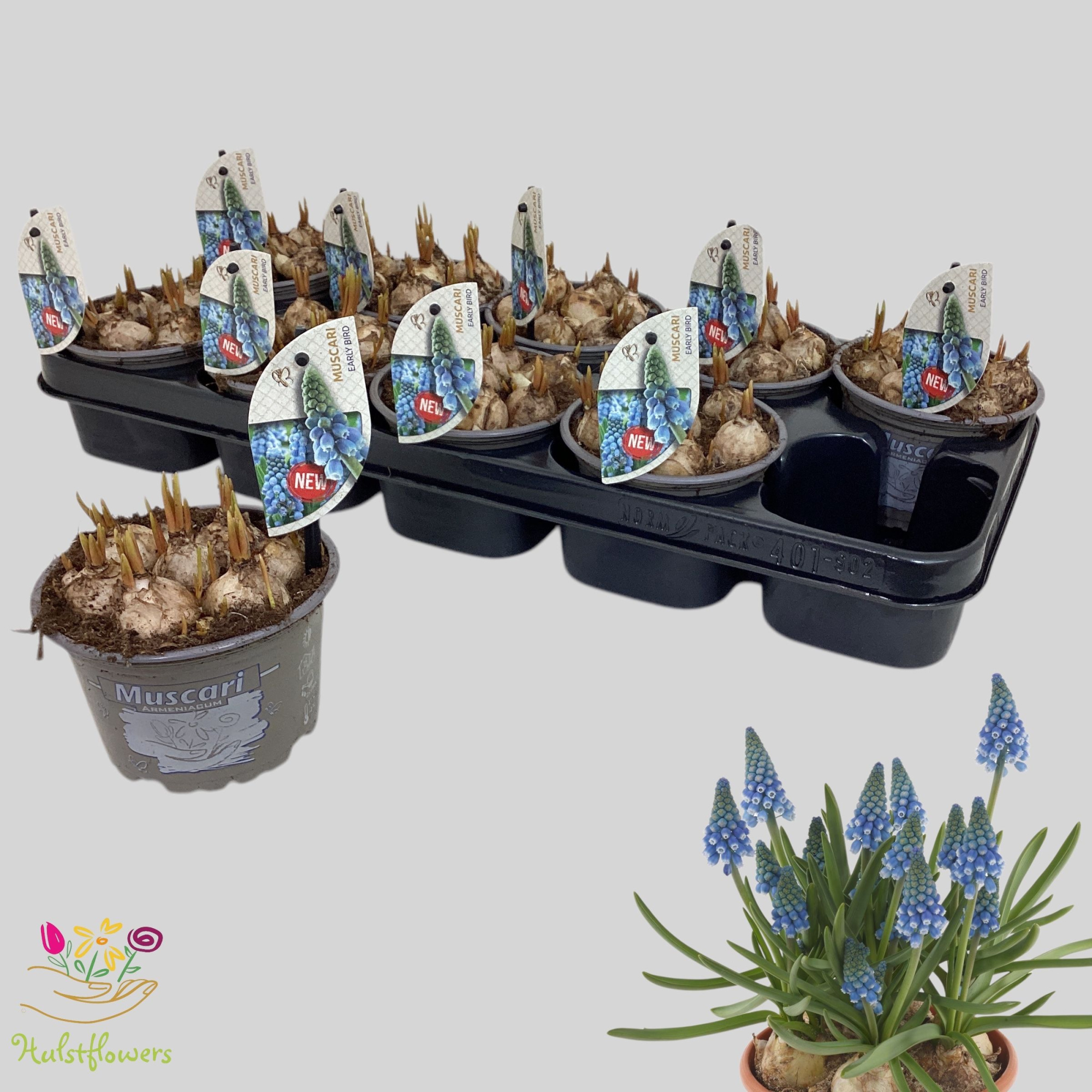 Muscari 'Early Bird', D 12