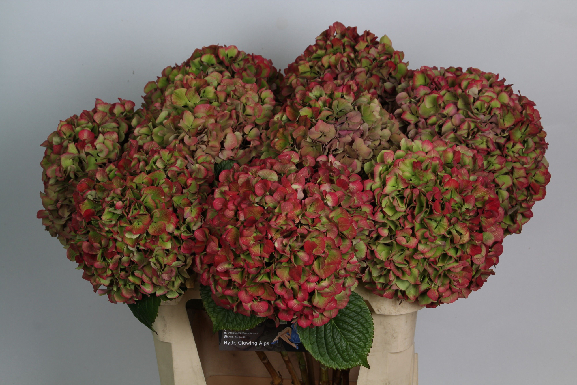 Гортензия Глоуин Альпс Классик 80, шт.