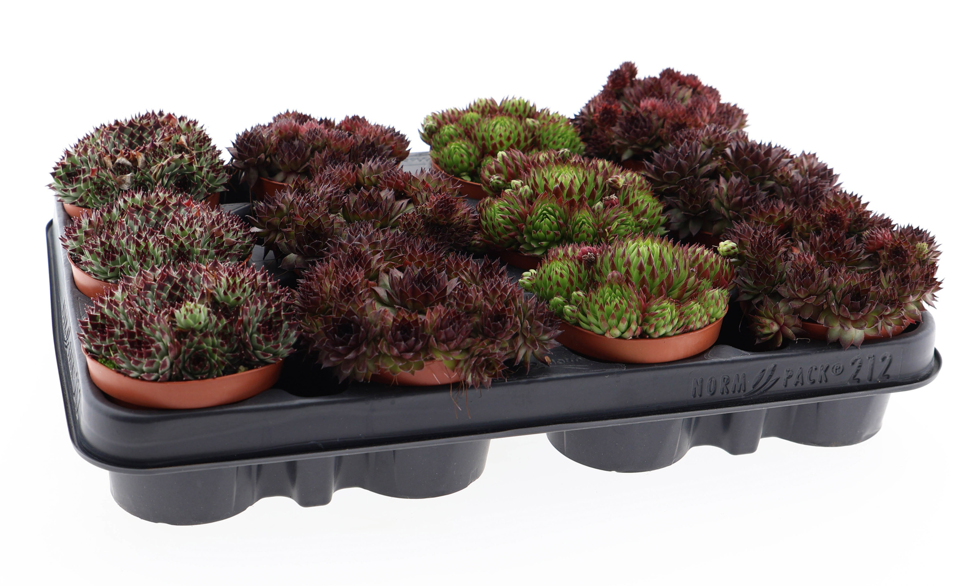 Sempervivum mix, D 8,5 cm