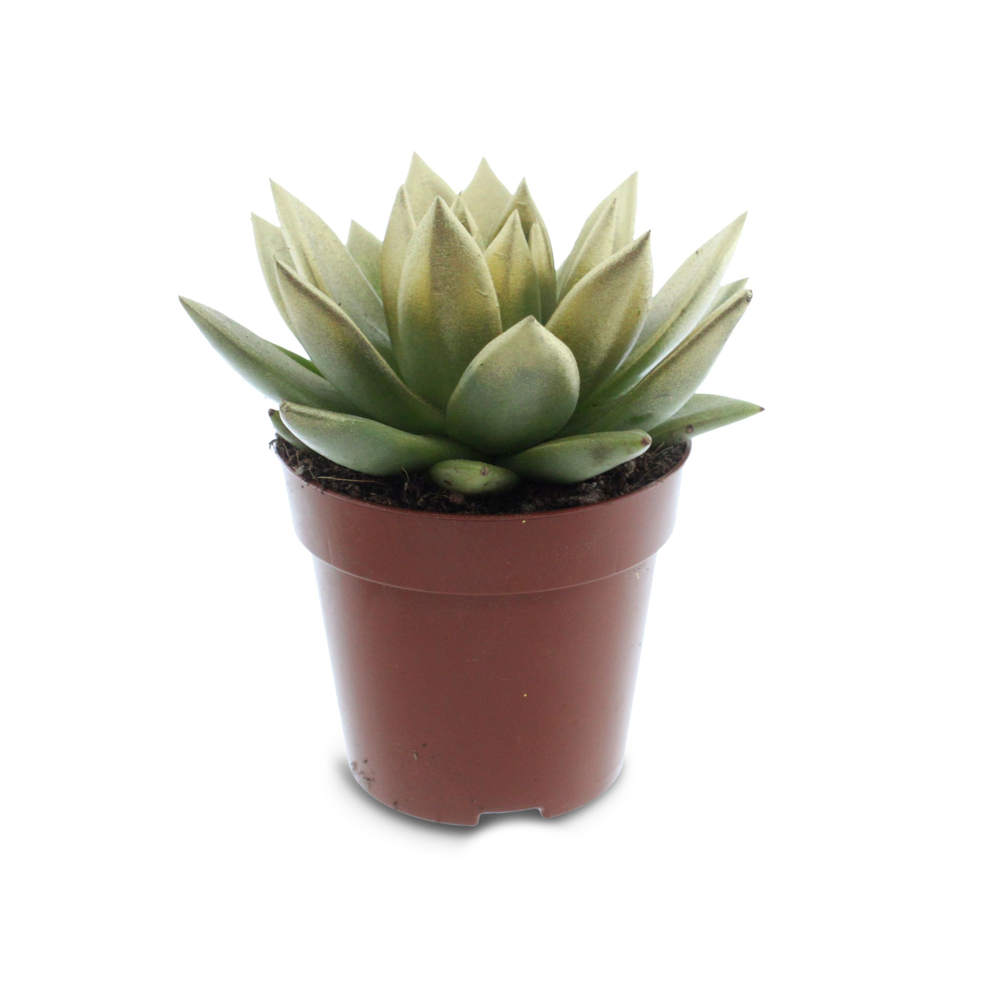 Miranda festival gold, D 10,5