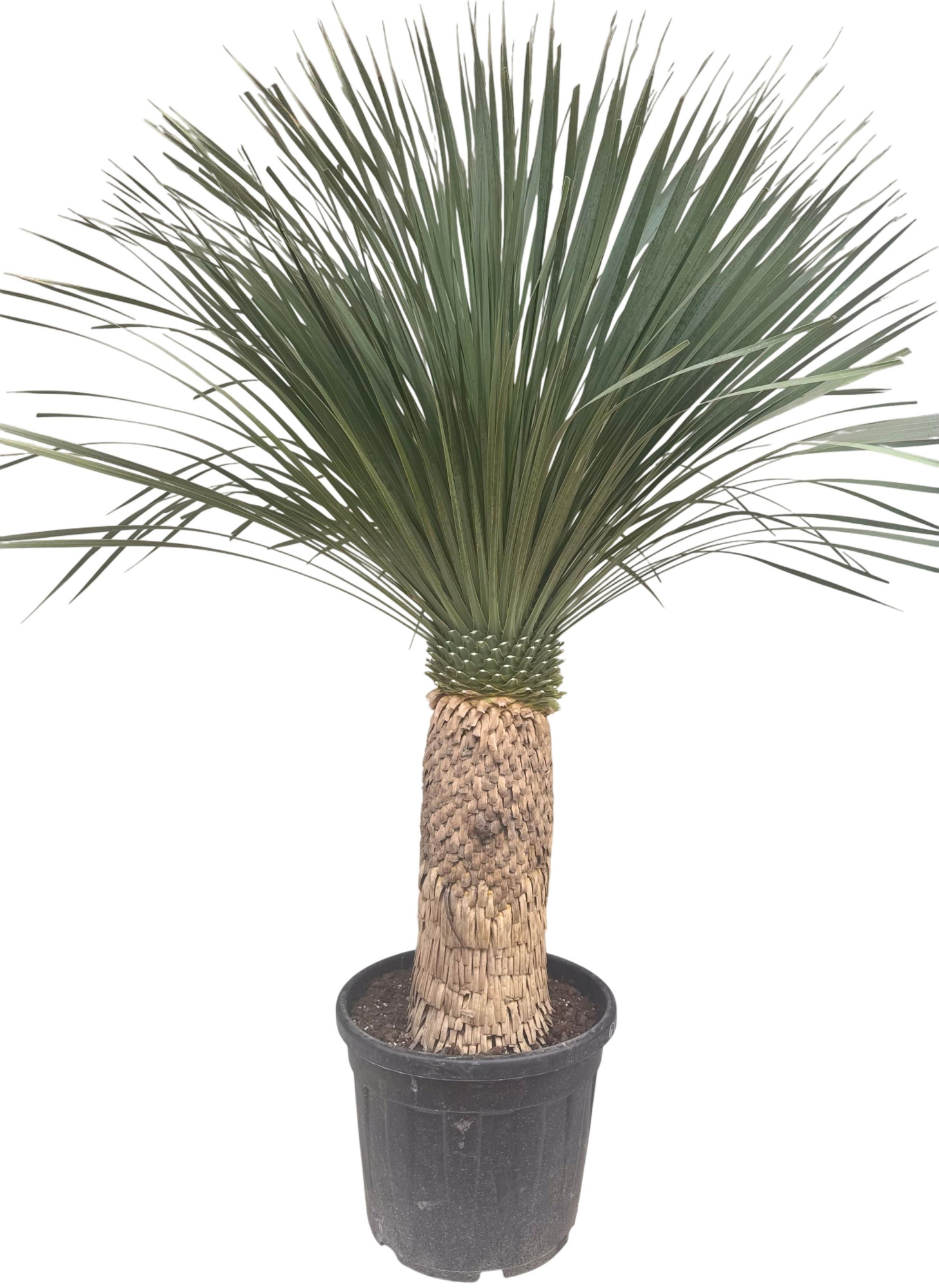 Yucca rostrata P50 stam 65/75, D 50