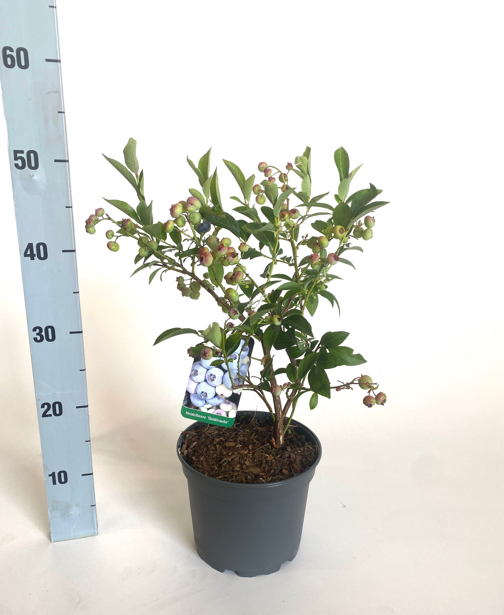 Vaccinium corymbosum i.S. (Bluecrop, Brigitta Blue, Chandler, Chanticleer, Duke, Darrow, Goldtraube, Northland), D 19 cm