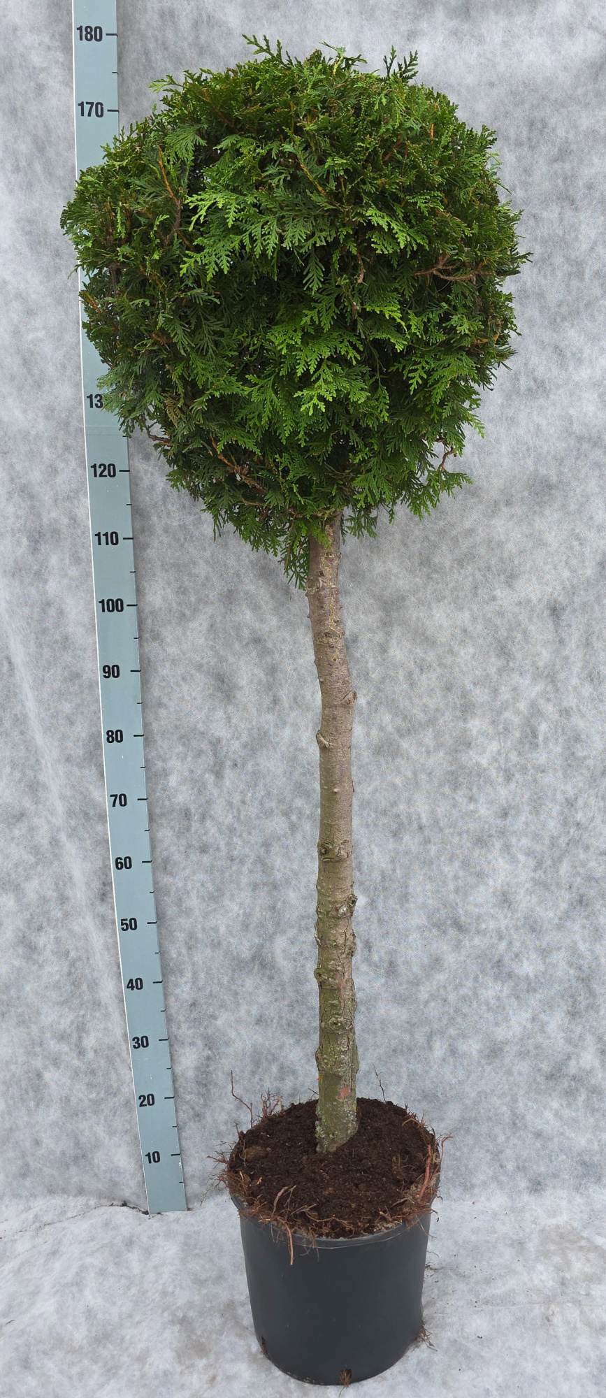 Thuja occ. Brabant 170 Op Stam (kopie), D 31 cm