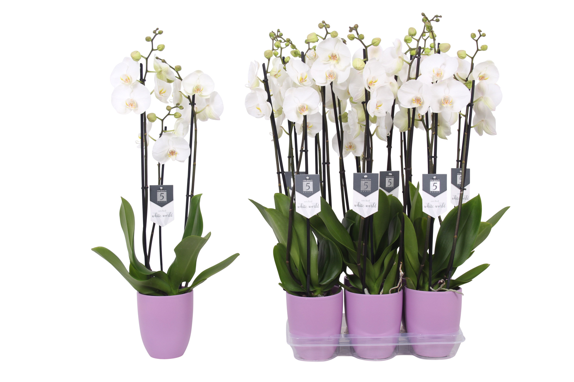 Phalaenopsis White World, 3-spike Lilac Ceramics, D 12 cm