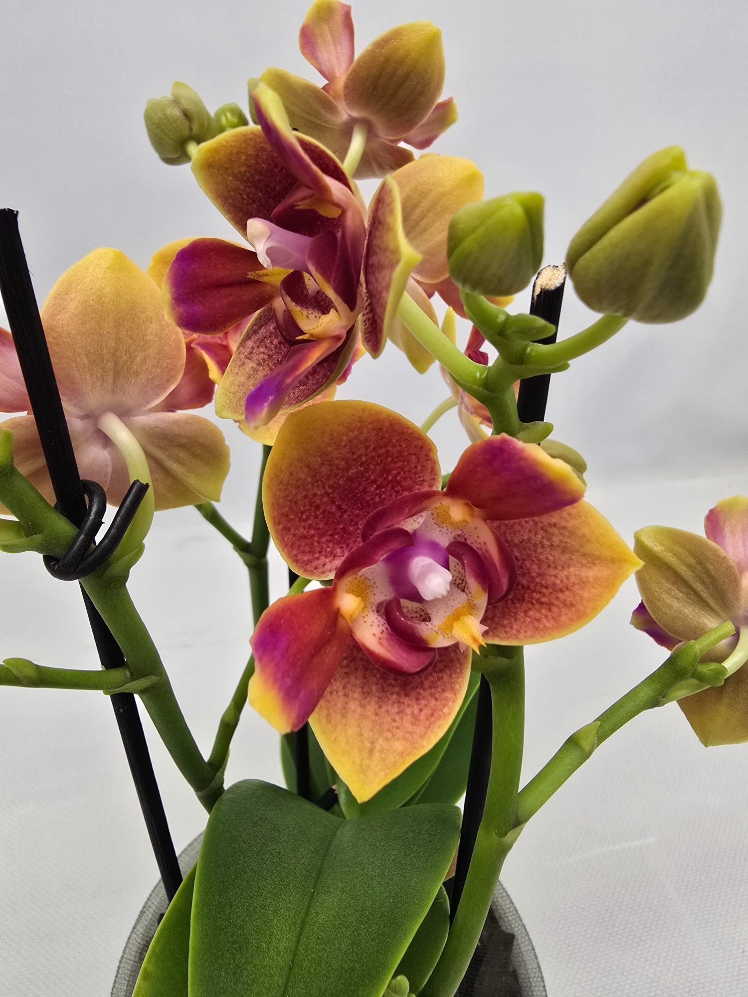 Limited 37 week 5, D 12