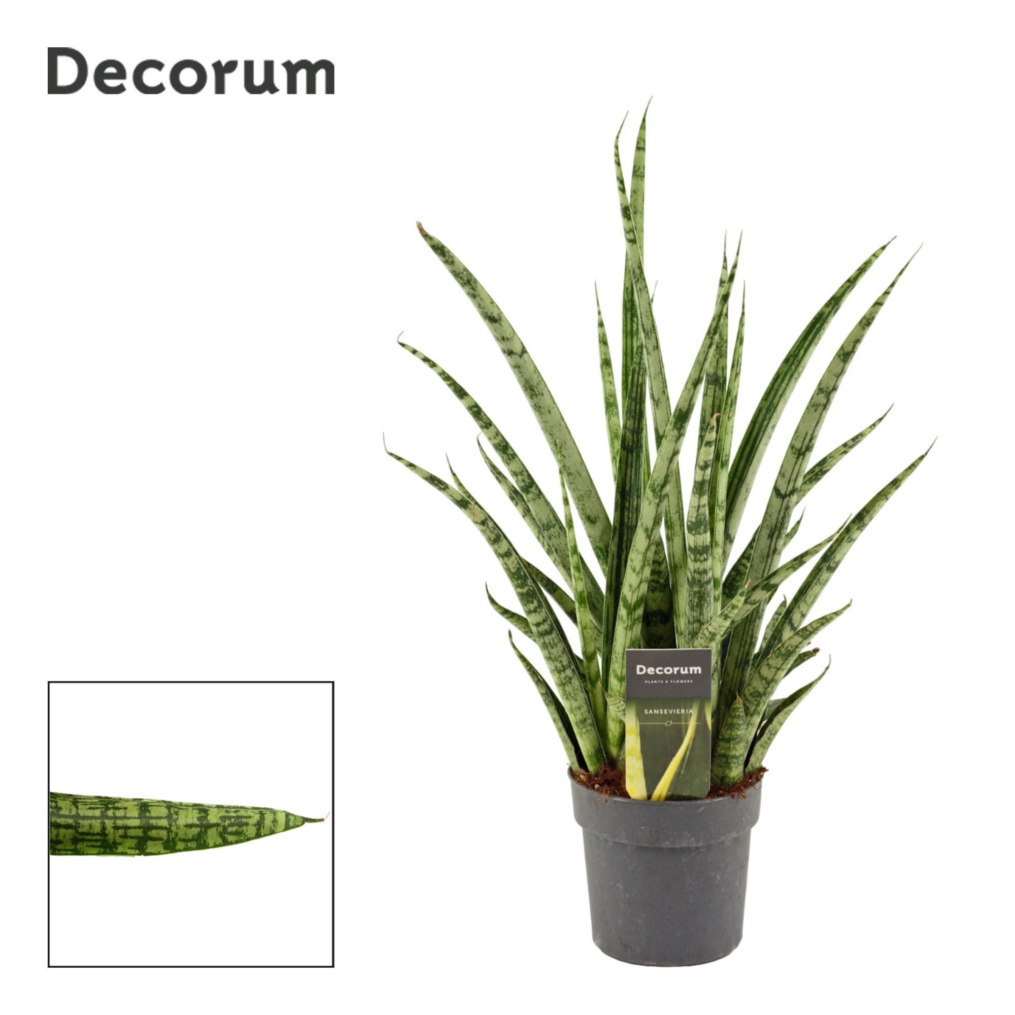 Sansevieria Silver Steel 12 cm (Decorum), D 12
