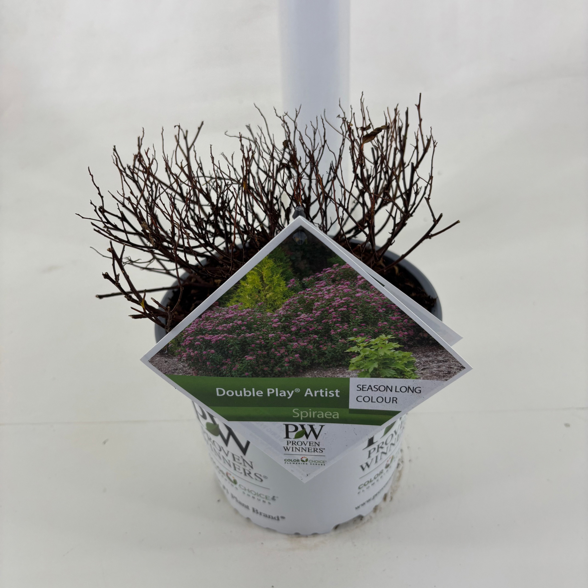 Spiraea Double Play ® Artist, D 19