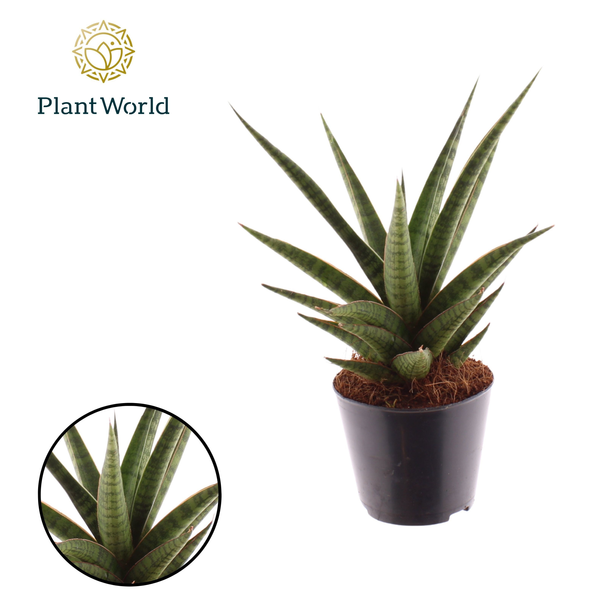 Sansevieria 'Boogie Woogie', D 8,5