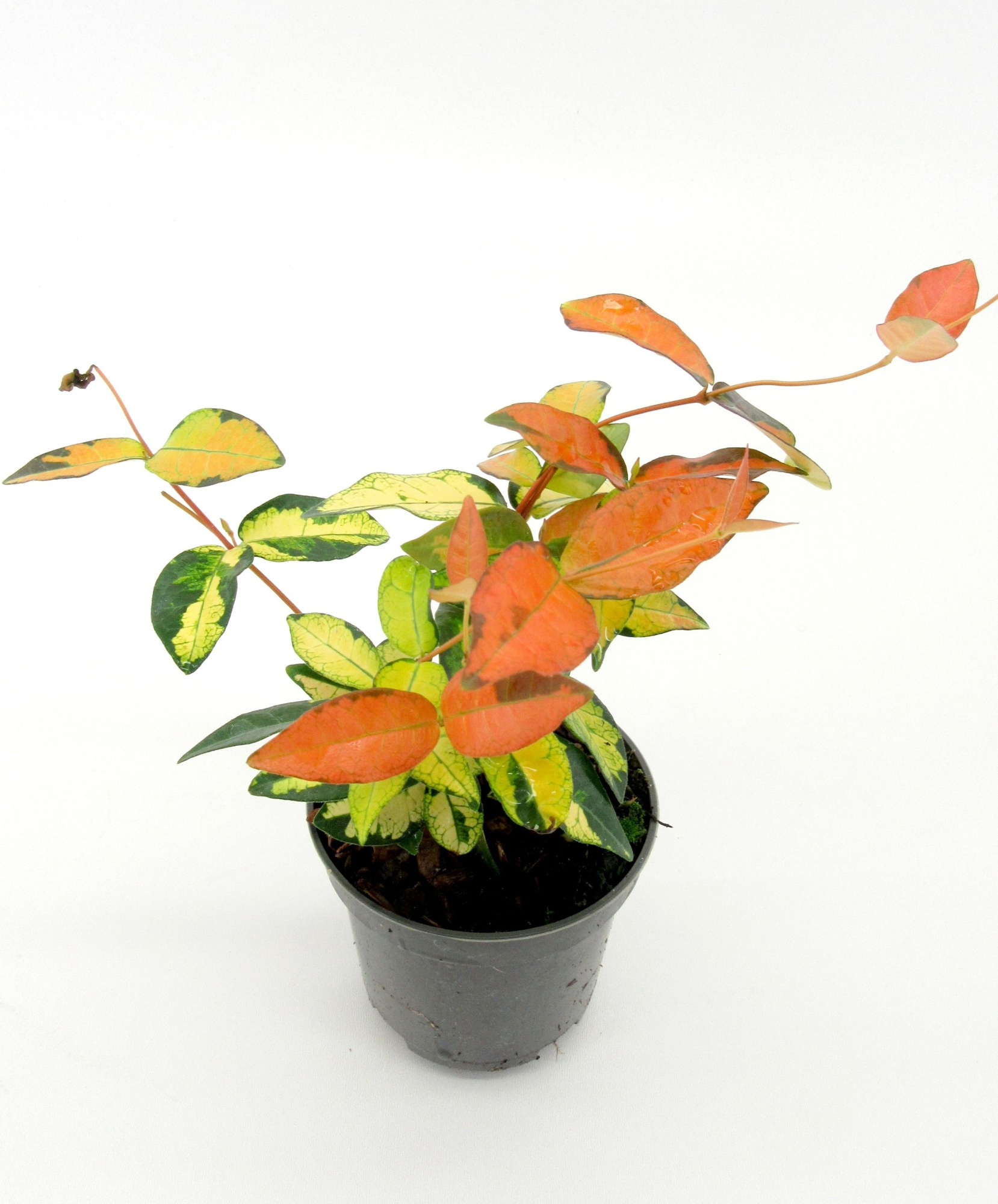 Trachelospermum Summer Sunset, D 9 cm