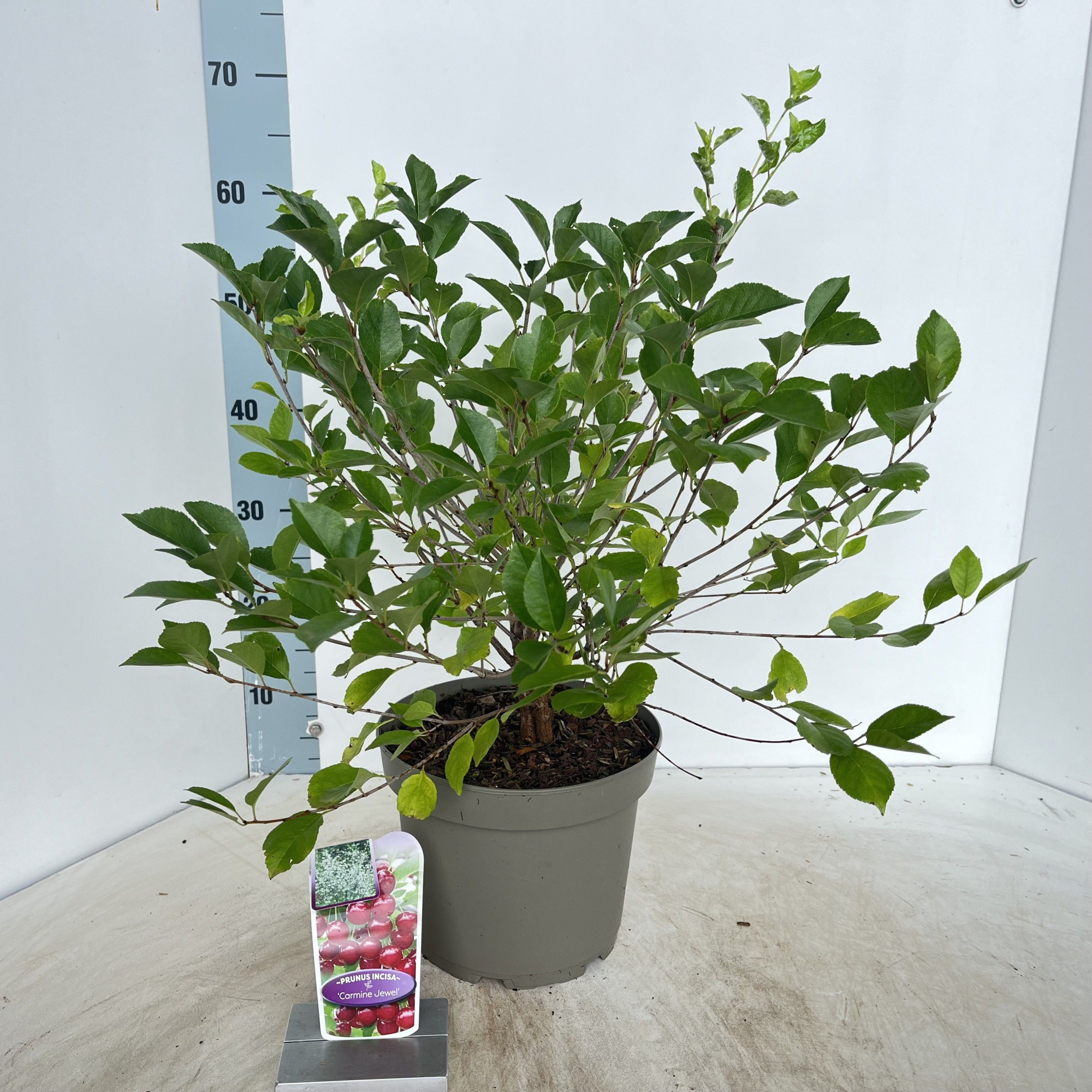 Prunus incisa 'Carmine Jewel', D 23 cm