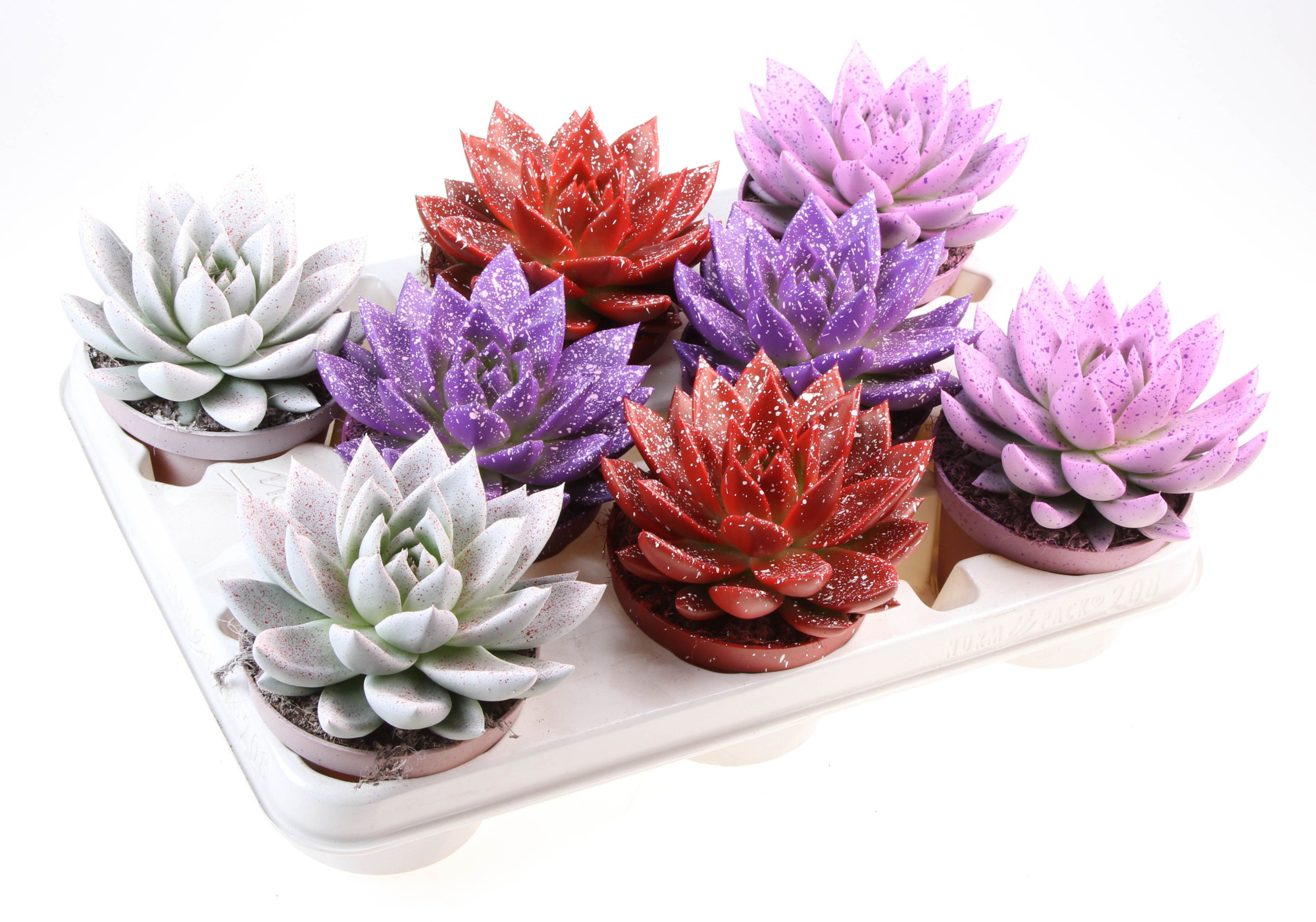 Miranda sprinkle love mix, D 10,5 cm