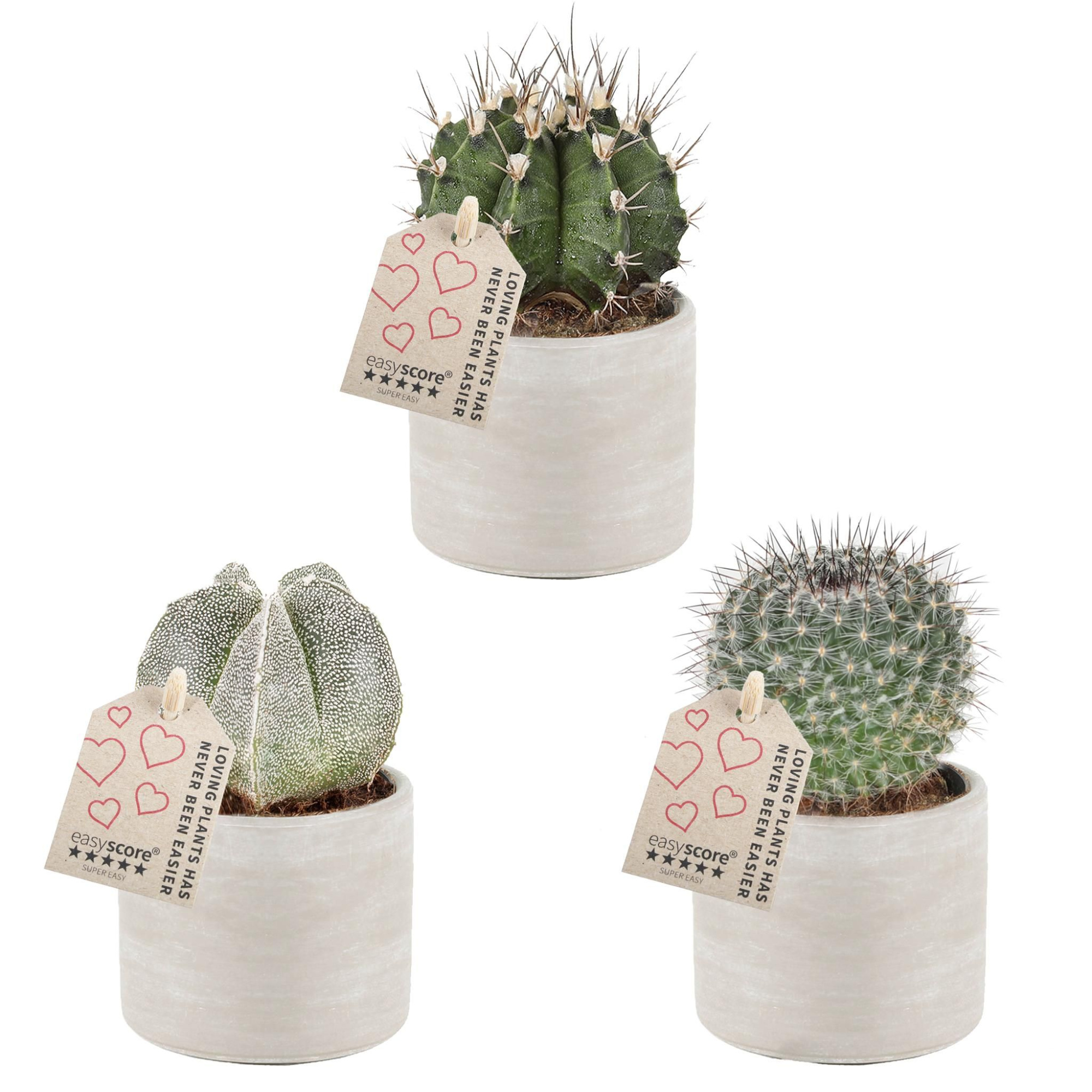 Raw Grey, Cactus Special Mix, D 7 cm