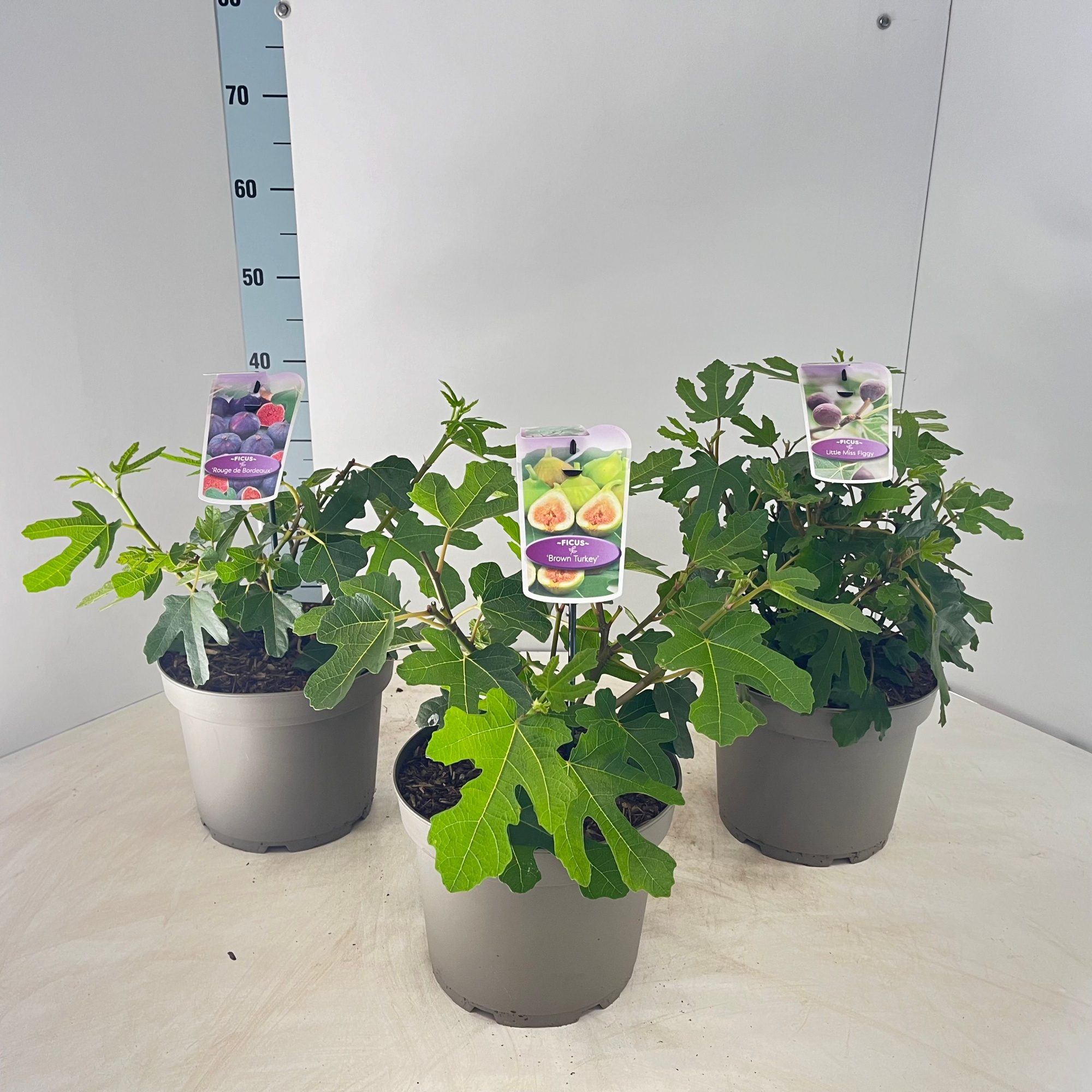 Ficus carica mix (minimum order one layer), D 23 cm