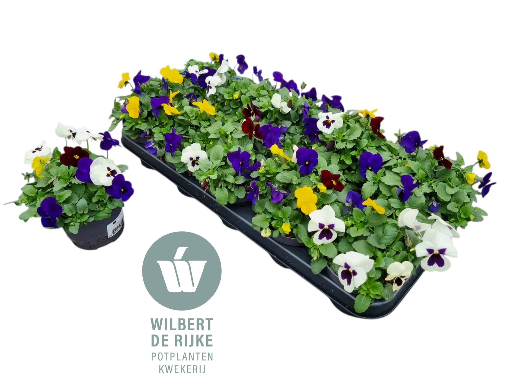 Viola Cornuta Trio Rio (Viool), D 12