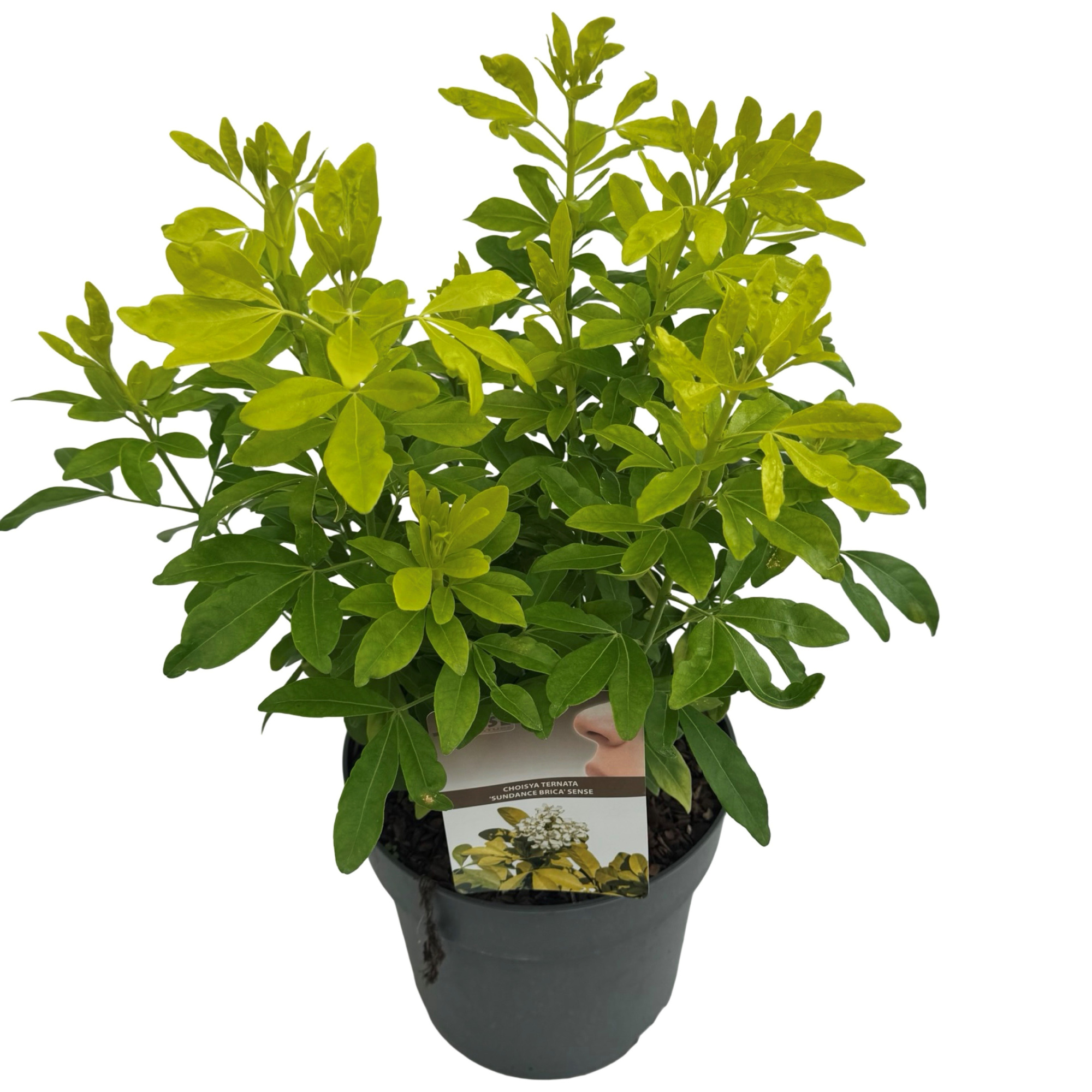 Choisya tern. 'Brica' sense, D 23 cm