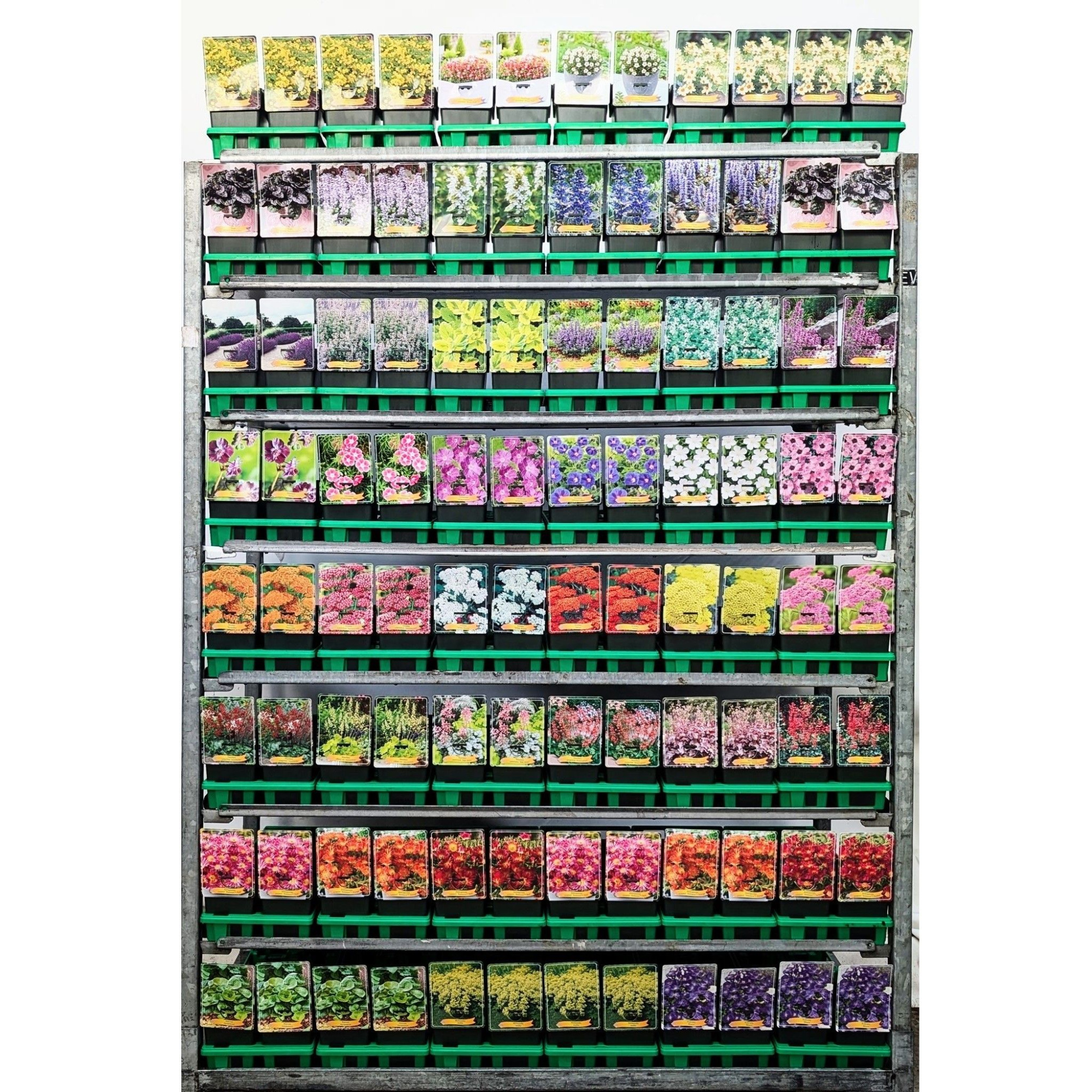 Bodembedekker vaste planten Mix CC P11, D 11 cm