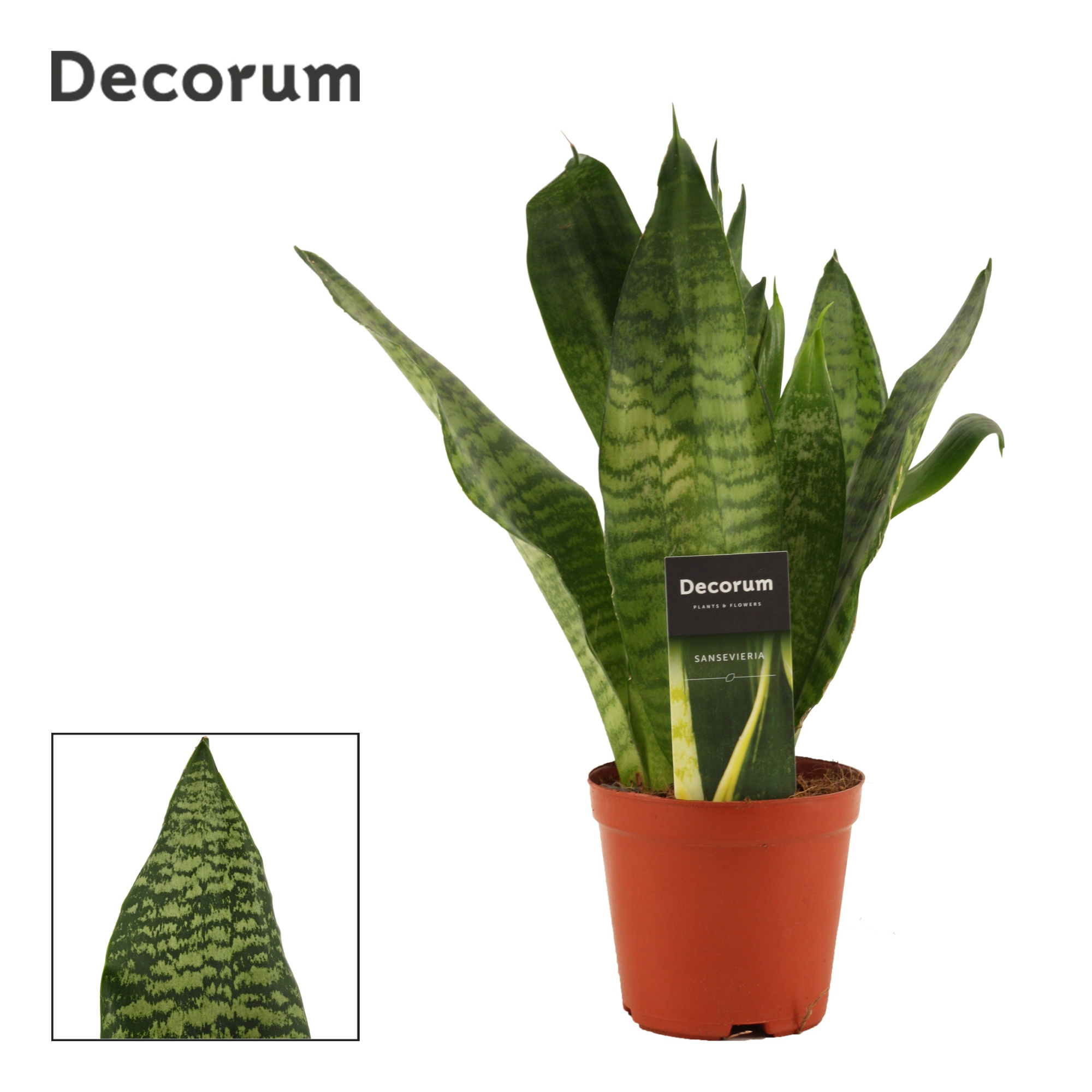 Sansevieria Super Green 12 cm (Decorum), D 12 cm
