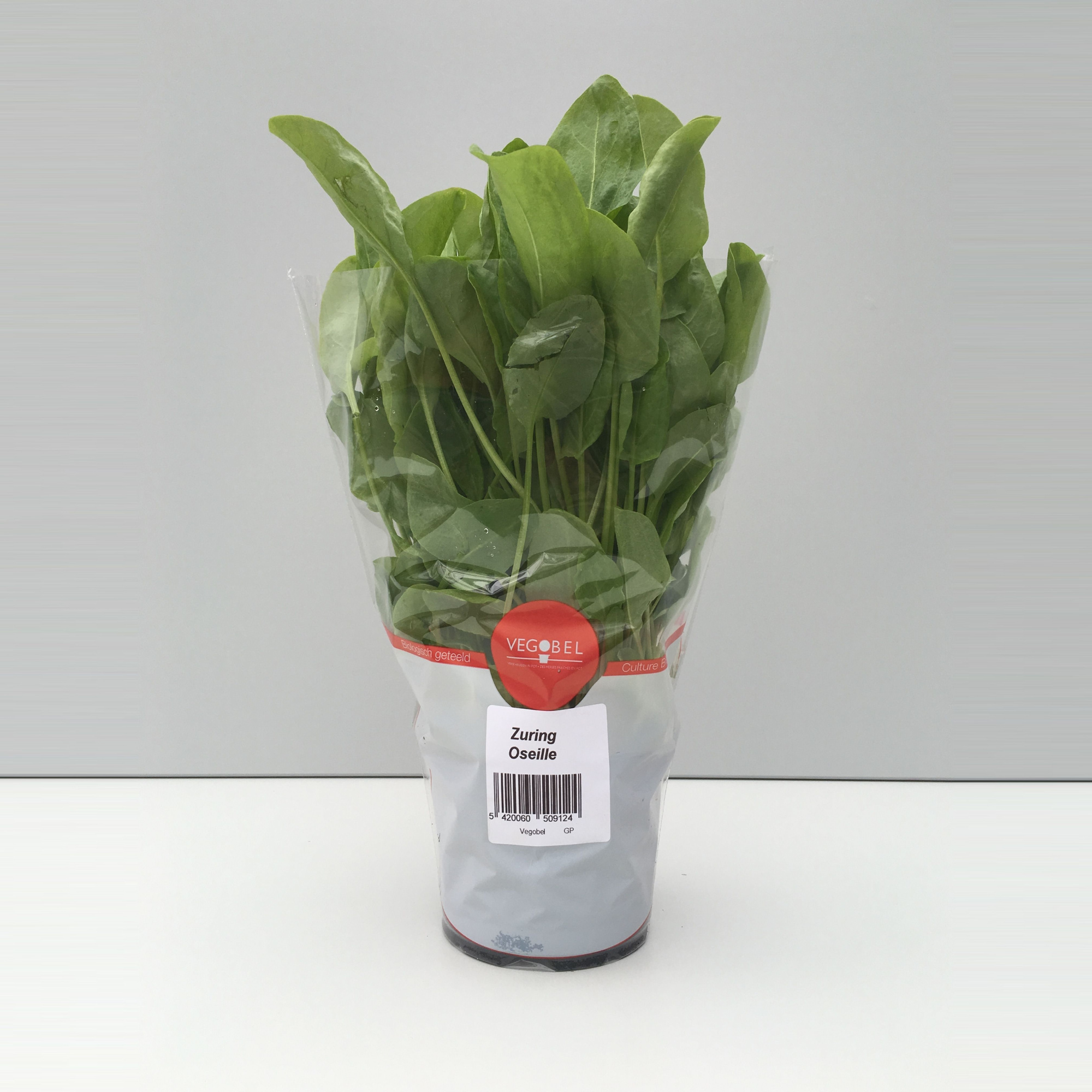 Zuring Groen P12, D 12 cm