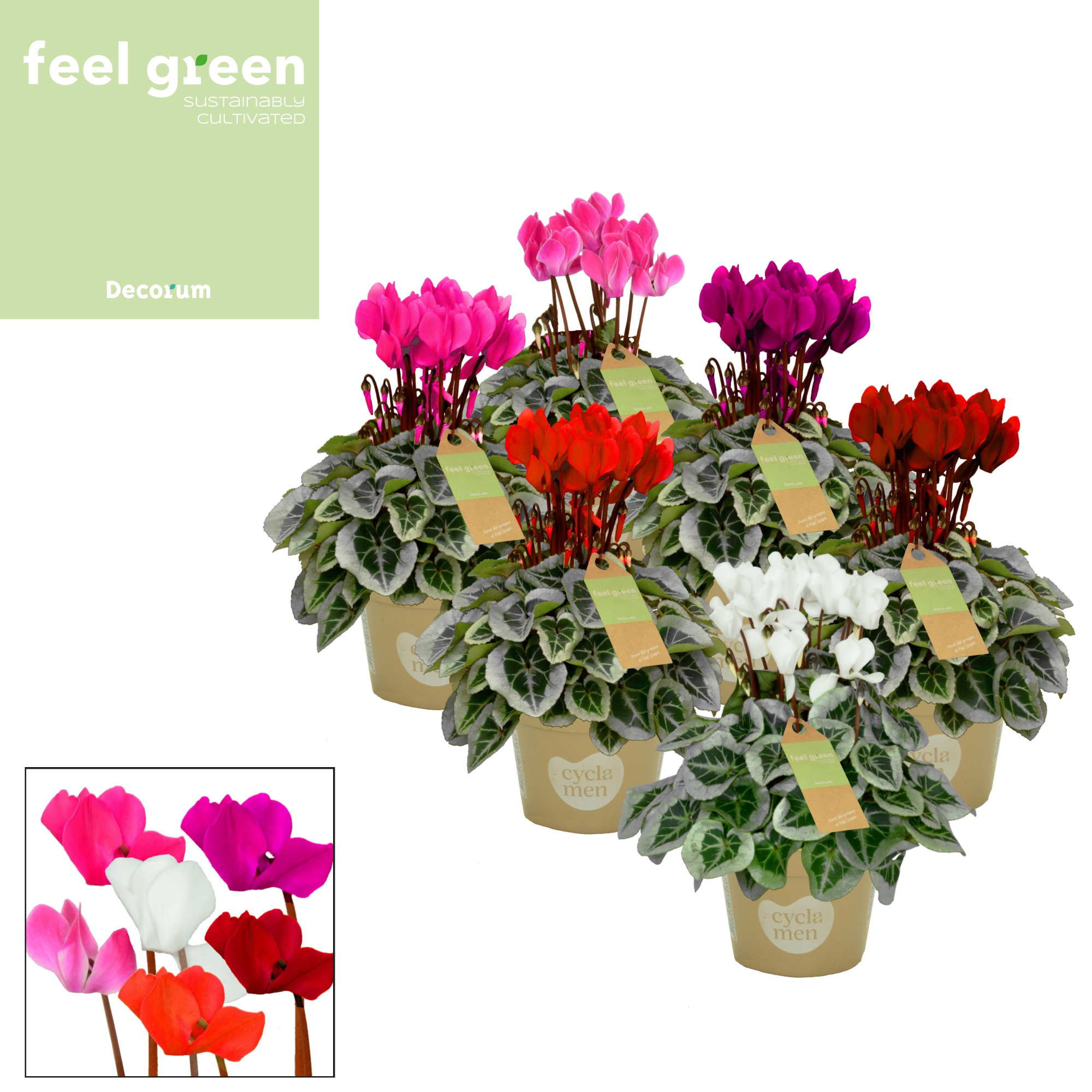 Cyclamen SS Picasso Mix FEEL GREEN Decorum, D 11 cm