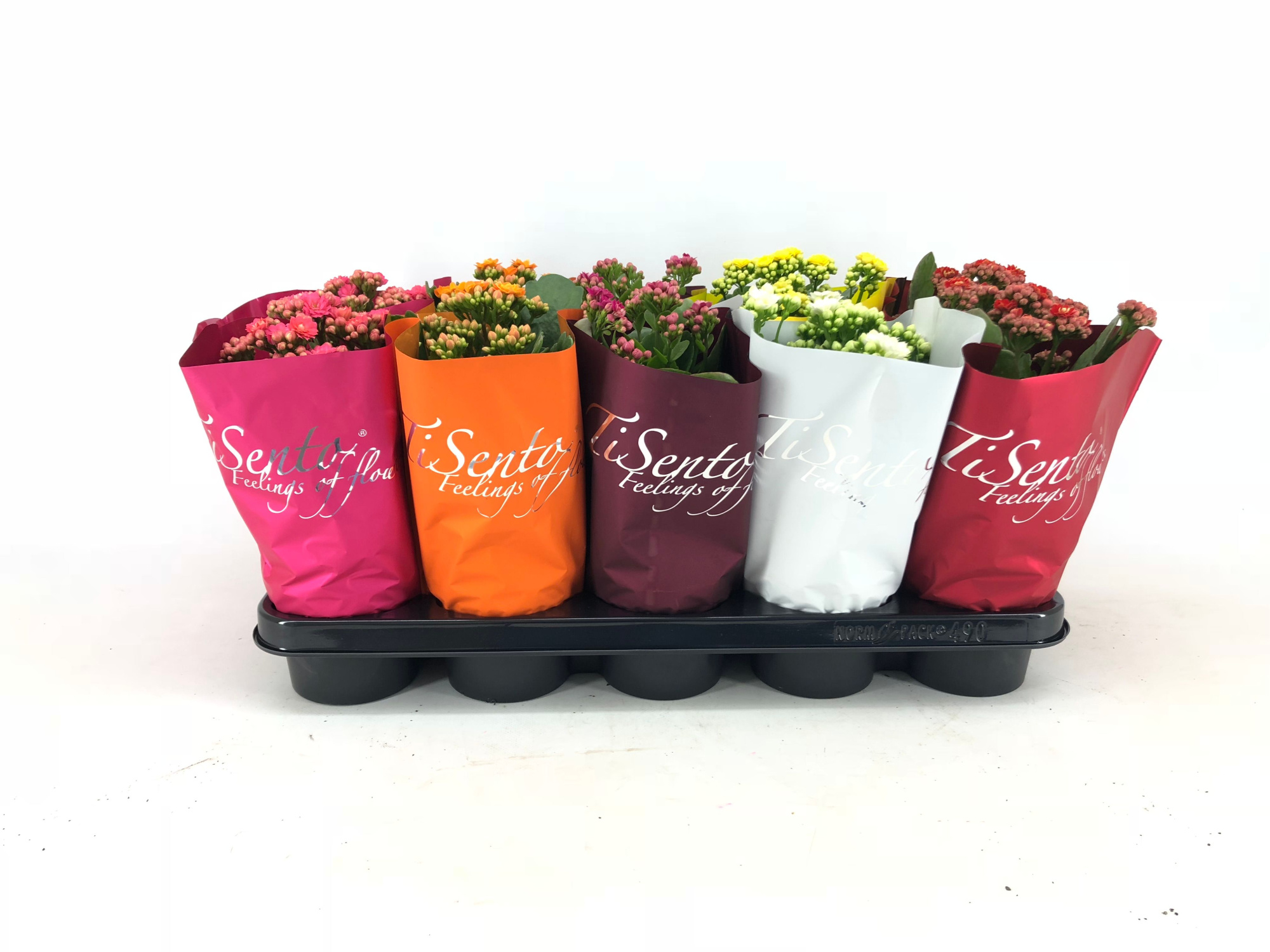 Calandiva 12 cm - Najaar, D 12 cm