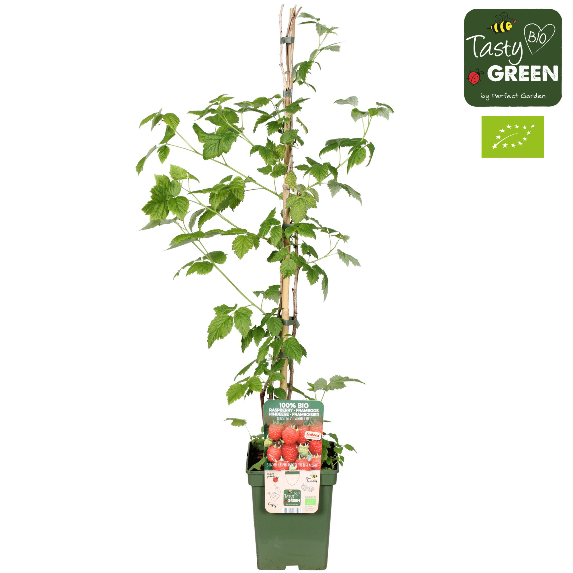 Rubus ideaus Summer Chef® Bio P23, D 23 cm