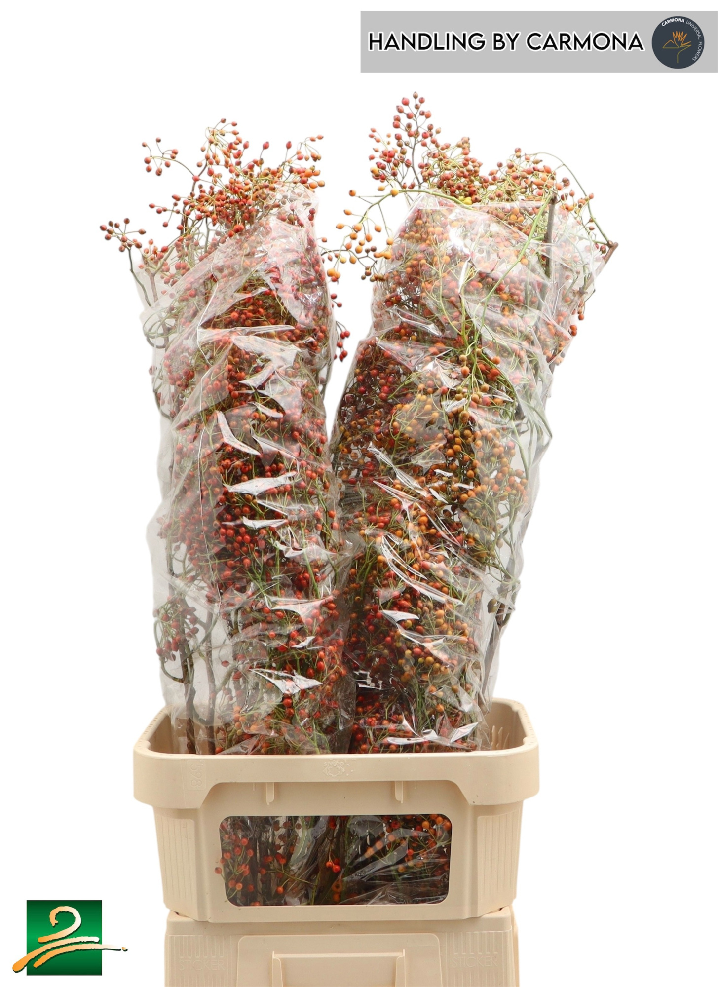 Рузботель Коралло 110, шт.