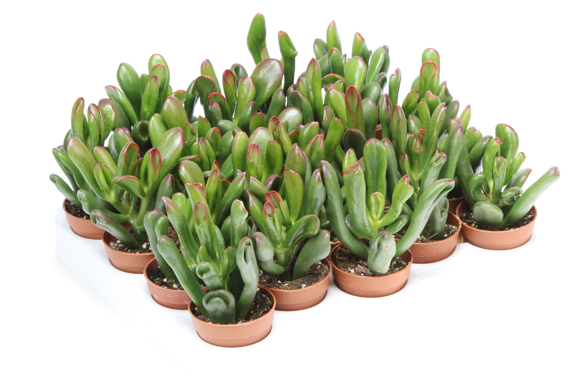 Crassula gollum, D 5,5 cm