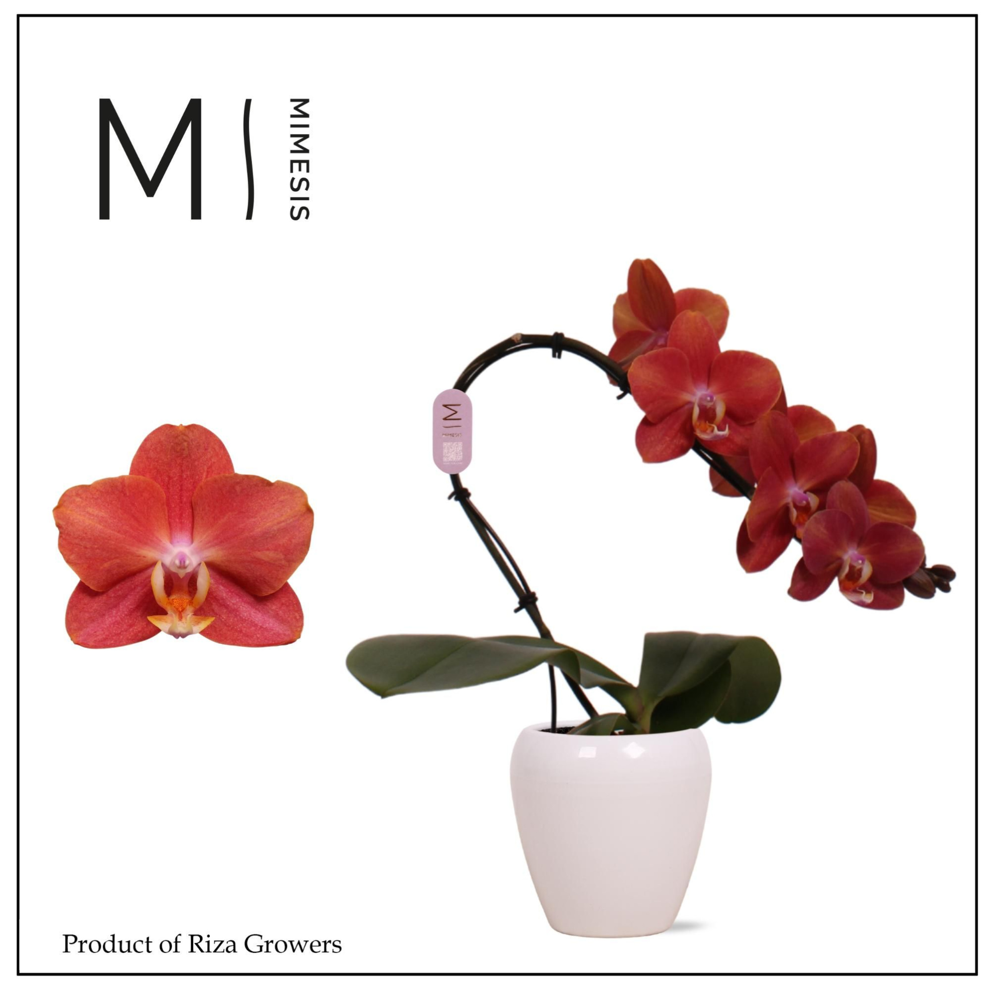 Phalaenopsis Swan Orange 1 spike - 7cm in Martine White Ceramic | Mimesis, D 7 cm