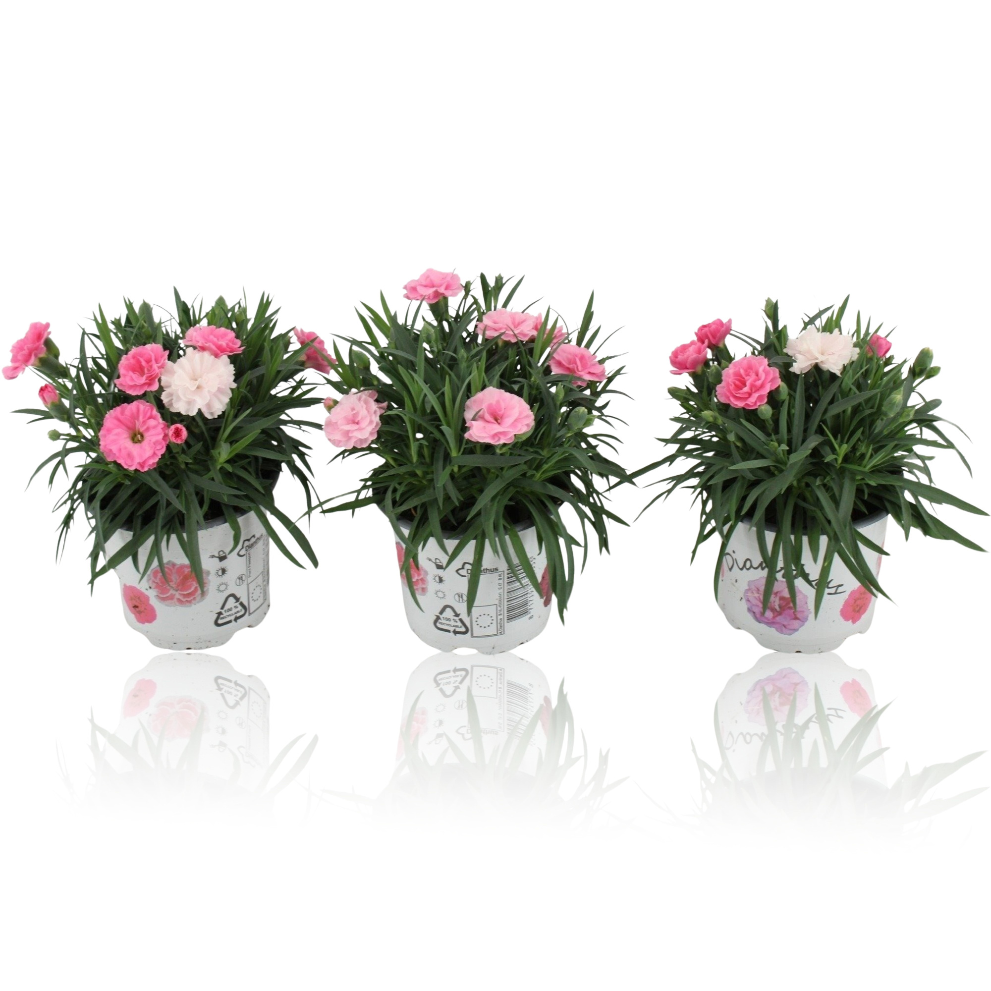 Dianthus I Love U 12 cm, D 12