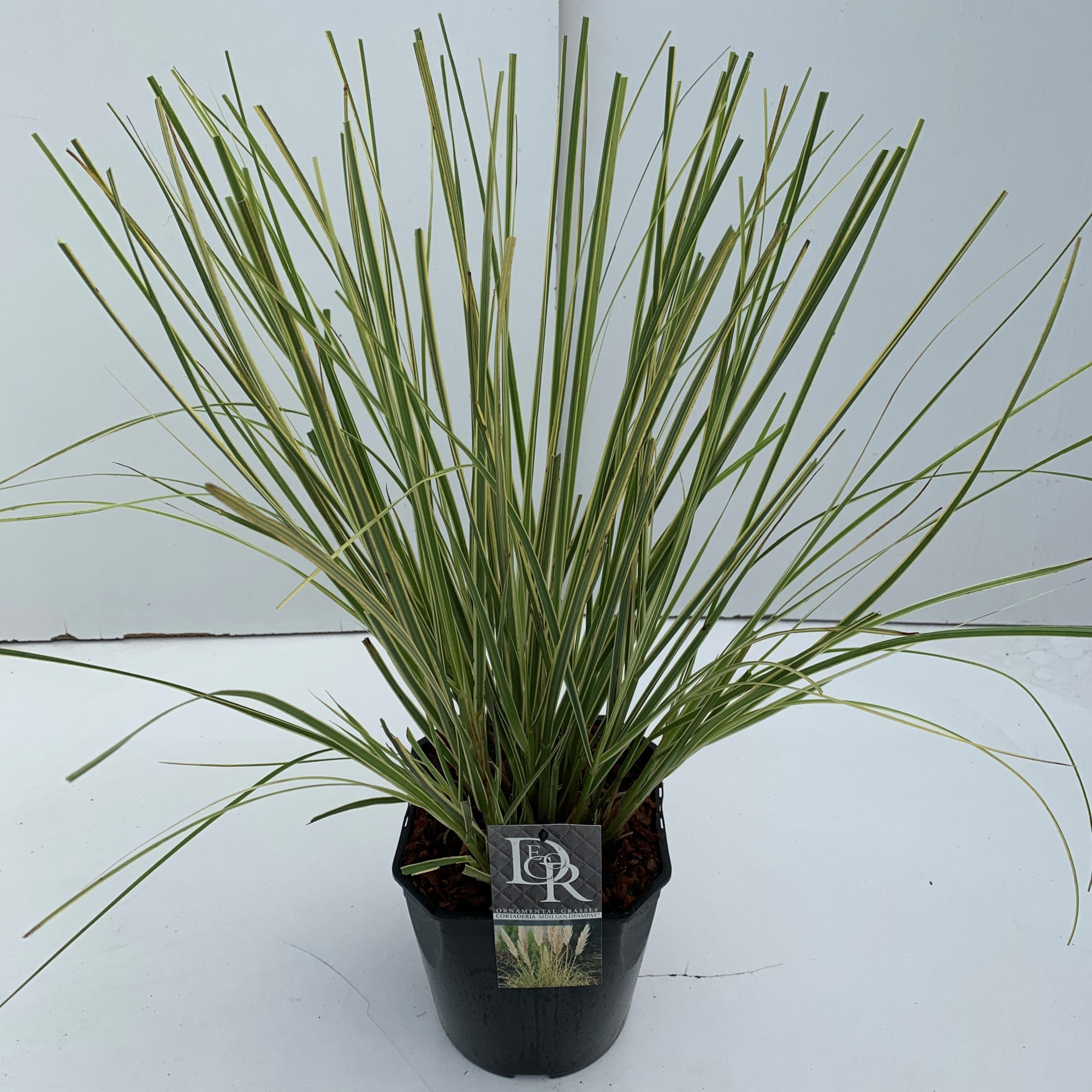 Cortaderia sell. 'Mini Goldpampas', D 23 cm
