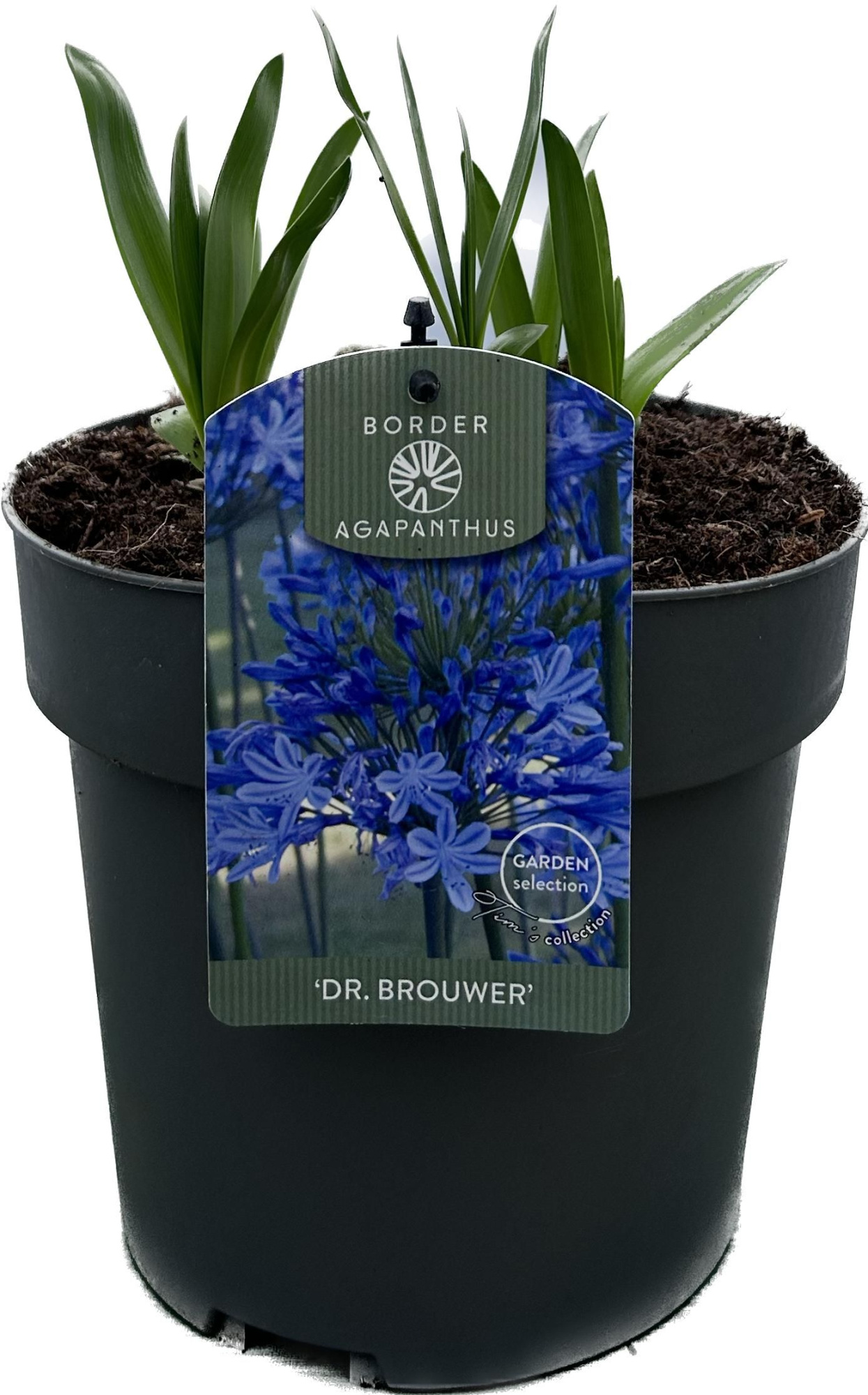 Agapanthus 'Dr. Brouwer' P19 GARDEN, D 19