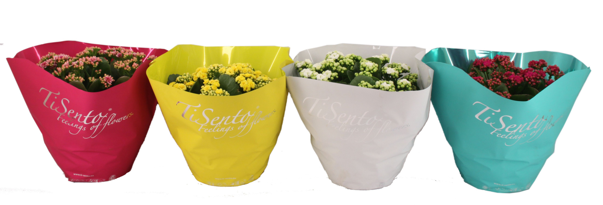 Calandiva 23 cm - Juli Mix, D 23 cm