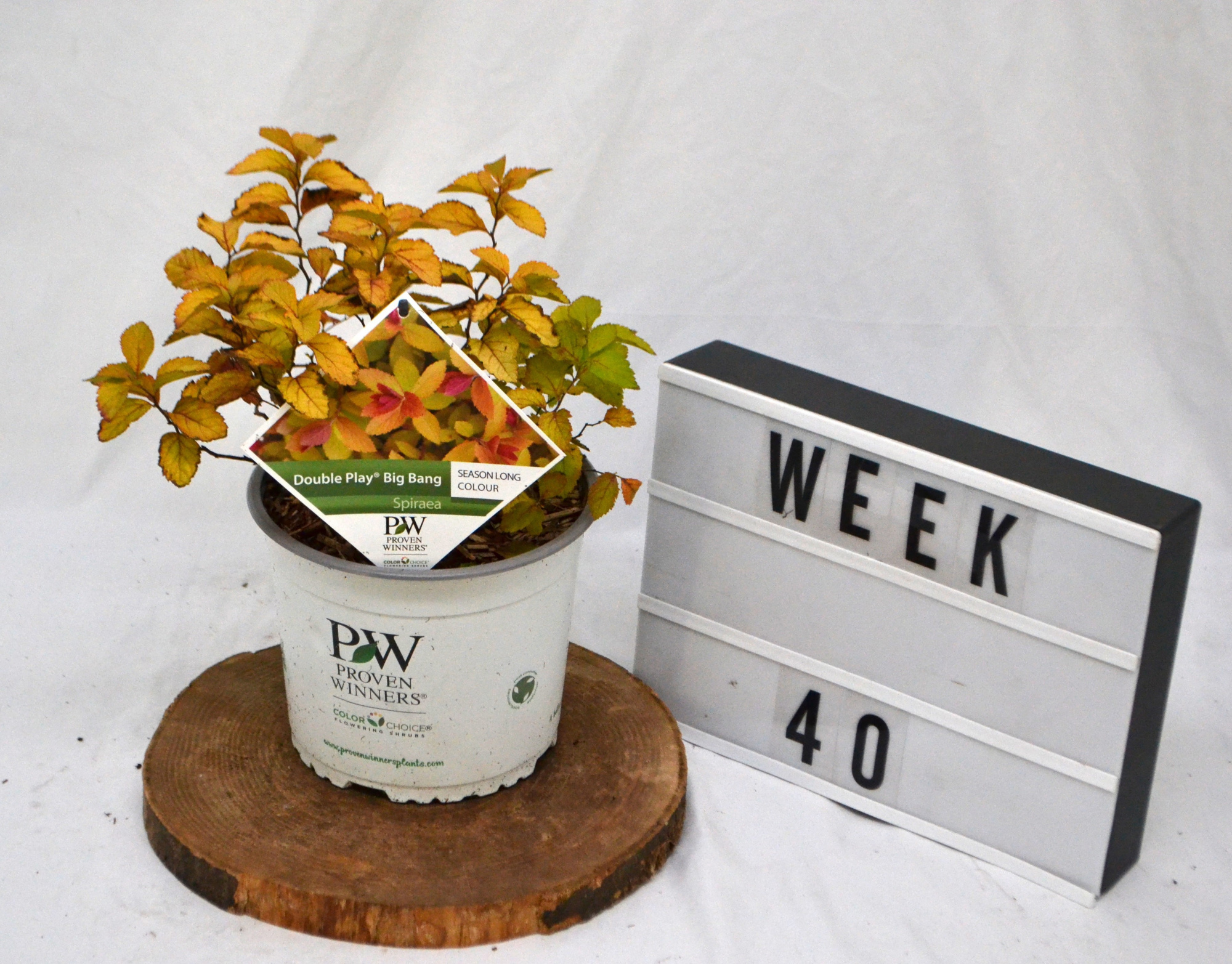 Spirea Double Play Big Bang C3, D 19 cm